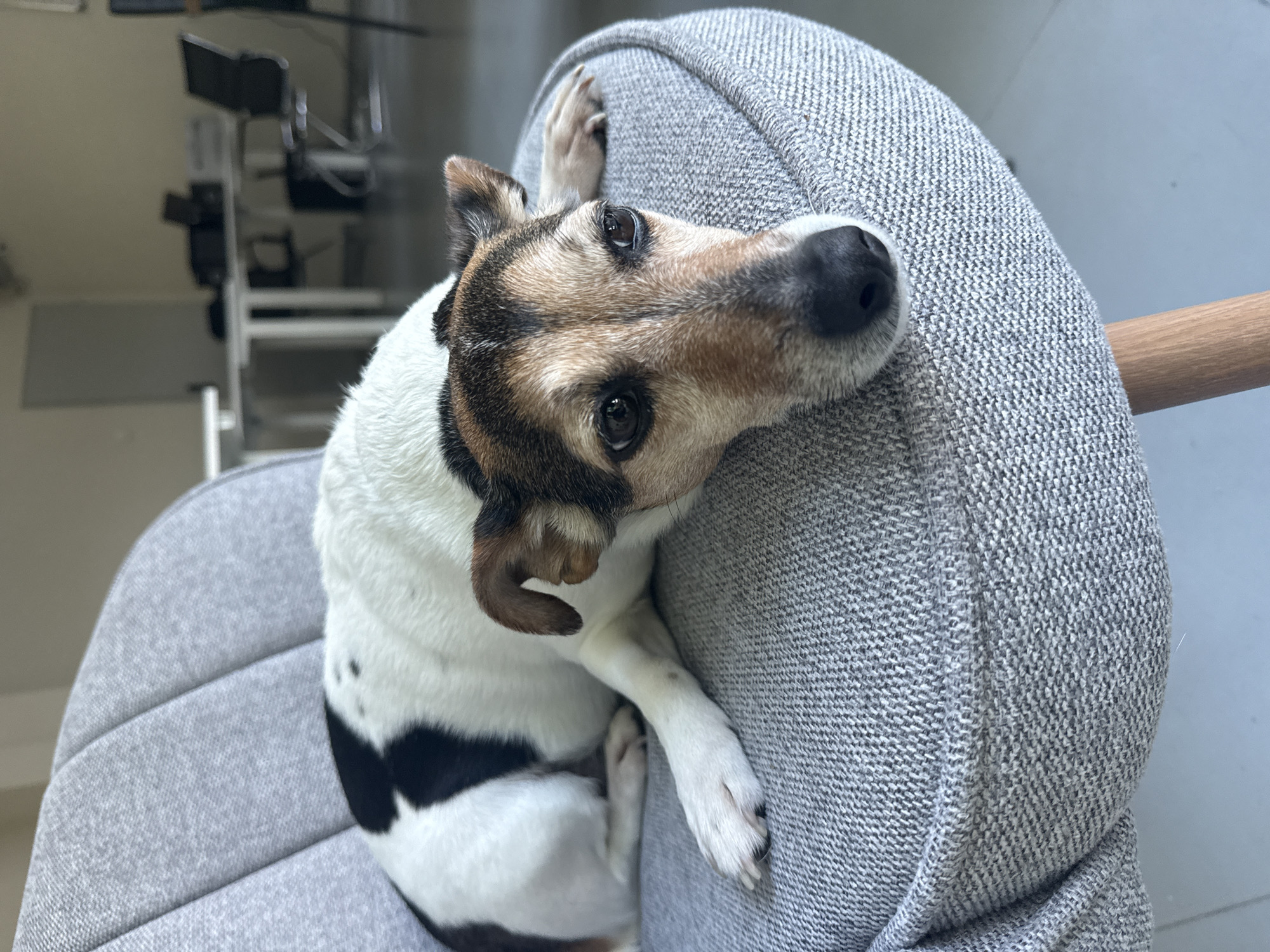 A medium shot captures a Jack Russell Terrier resting on a gray upholstered chair. The dog is predominantly white with black patches along its back and brown markings on its face and ears. Its head is positioned on the chair's back, looking upward. The chair appears to be indoors, possibly within a home or office setting. In the blurred background, there's a shelving unit and other equipment, suggesting a workspace. The location within Varna, Bulgaria is not discernible from the provided image and cannot be confirmed.