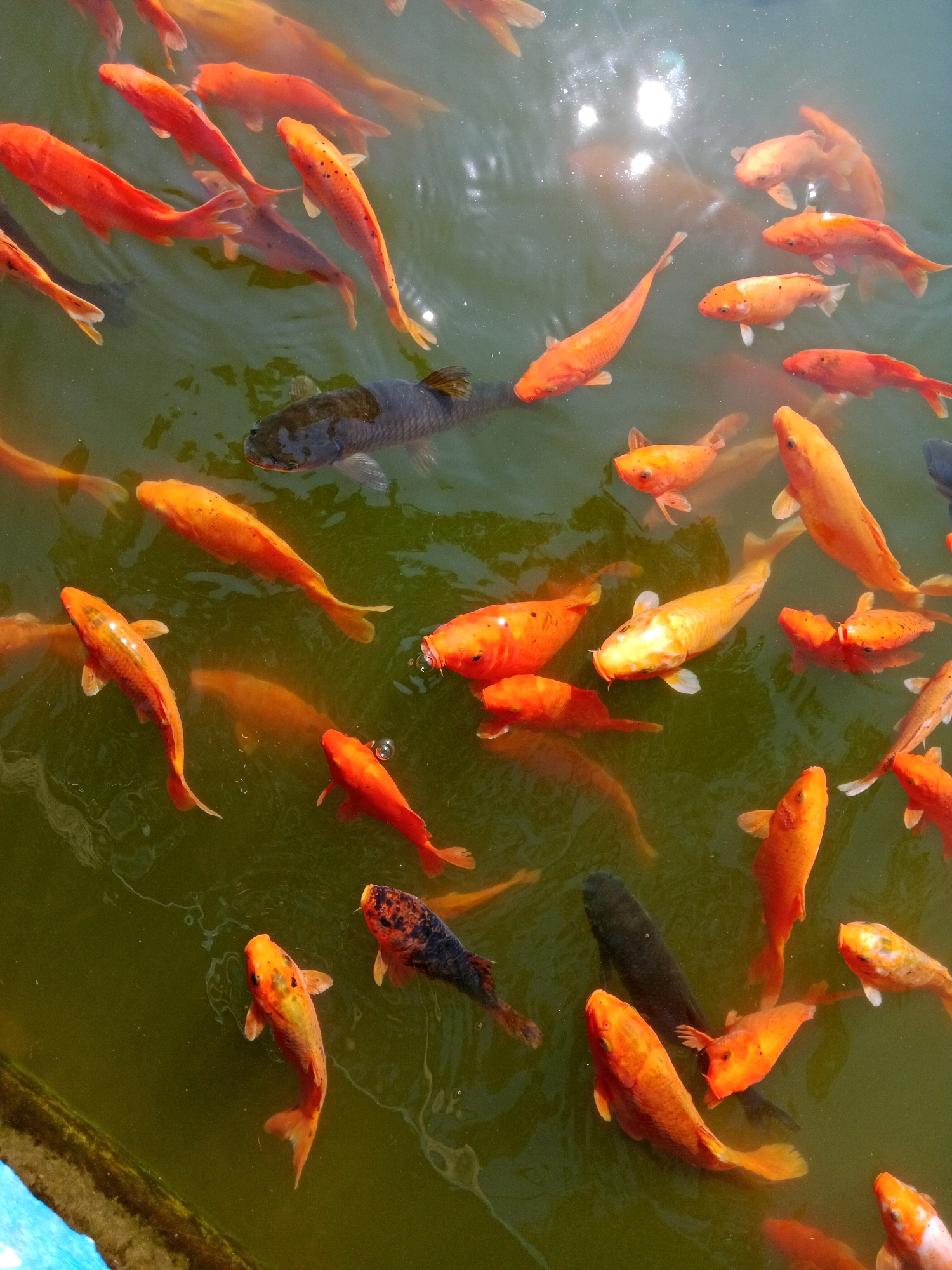 The image shows a close-up, overhead view of a pond filled with numerous koi fish of varying sizes and colors, predominantly orange and white. The fish are swimming in murky green water, with reflections of sunlight visible on the surface. Some of the koi are in sharp focus, revealing details of their scales and fins, while others are blurred, suggesting movement. There is a large, dark-colored fish, possibly a carp, swimming among the koi. The scene appears to be in an outdoor setting, with a hint of a concrete edge in the lower left corner. The overall impression is of a vibrant aquatic environment.