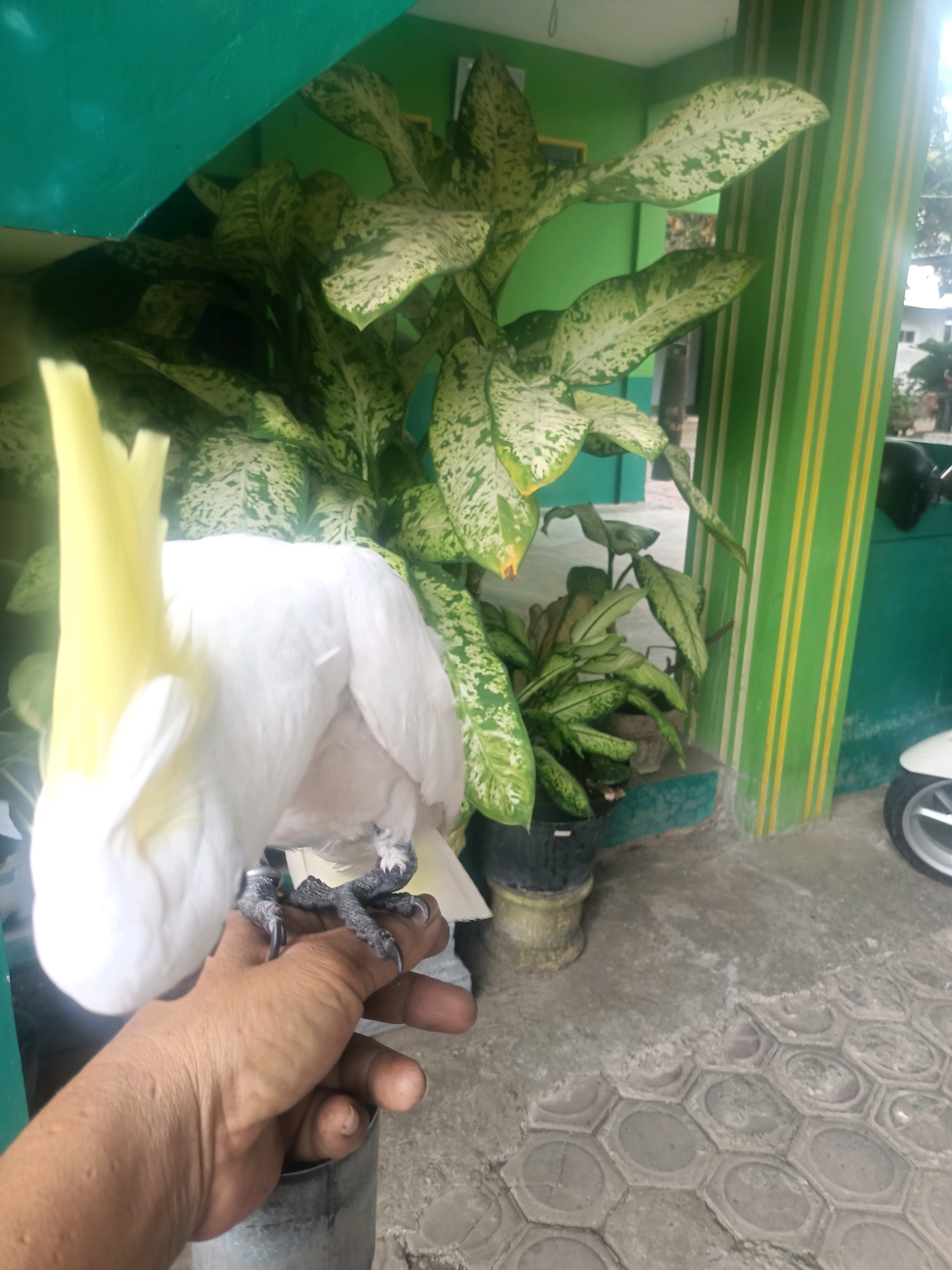 A white cockatoo with a yellow crest is perched on a person's hand, with its feet gripping the fingers. The bird is facing away from the camera, with its head turned to the left. The person's hand is also facing away from the camera, and their arm is extended downwards. The background of the image consists of green walls and large-leaved plants. The scene appears to be outdoors, possibly in a garden or courtyard. The overall impression is of a close-up interaction between a bird and a person.