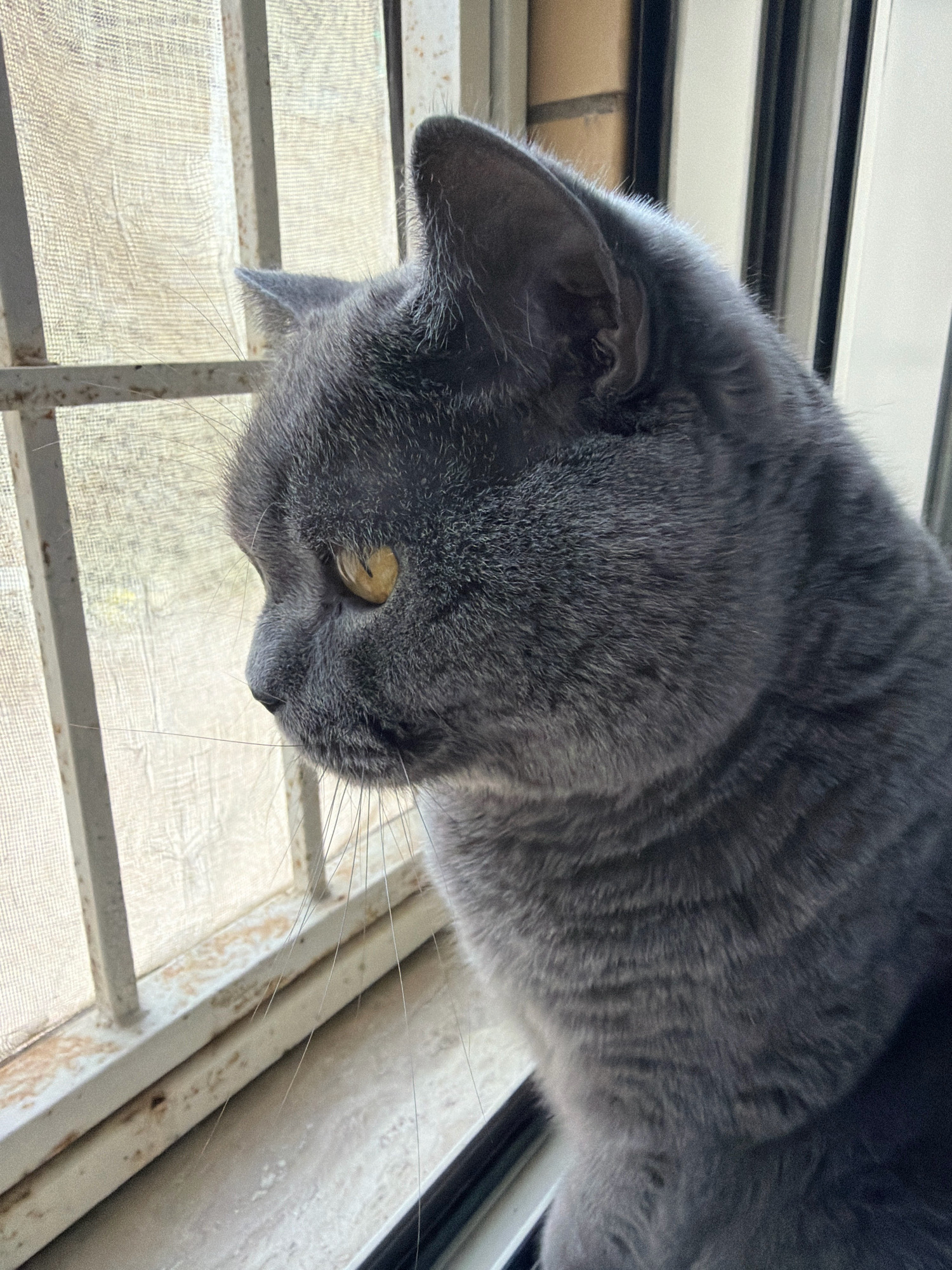 A close-up, profile view captures a fluffy grey cat with bright yellow eyes looking out a window. The window is covered by a white screen and has a metal grate on the outside. The cat is sitting on a windowsill, and part of its body is visible, showing its grey fur. The background outside the window is blurred, but appears to be a bright, outdoor scene. The location is not identifiable as Rome, Italy.