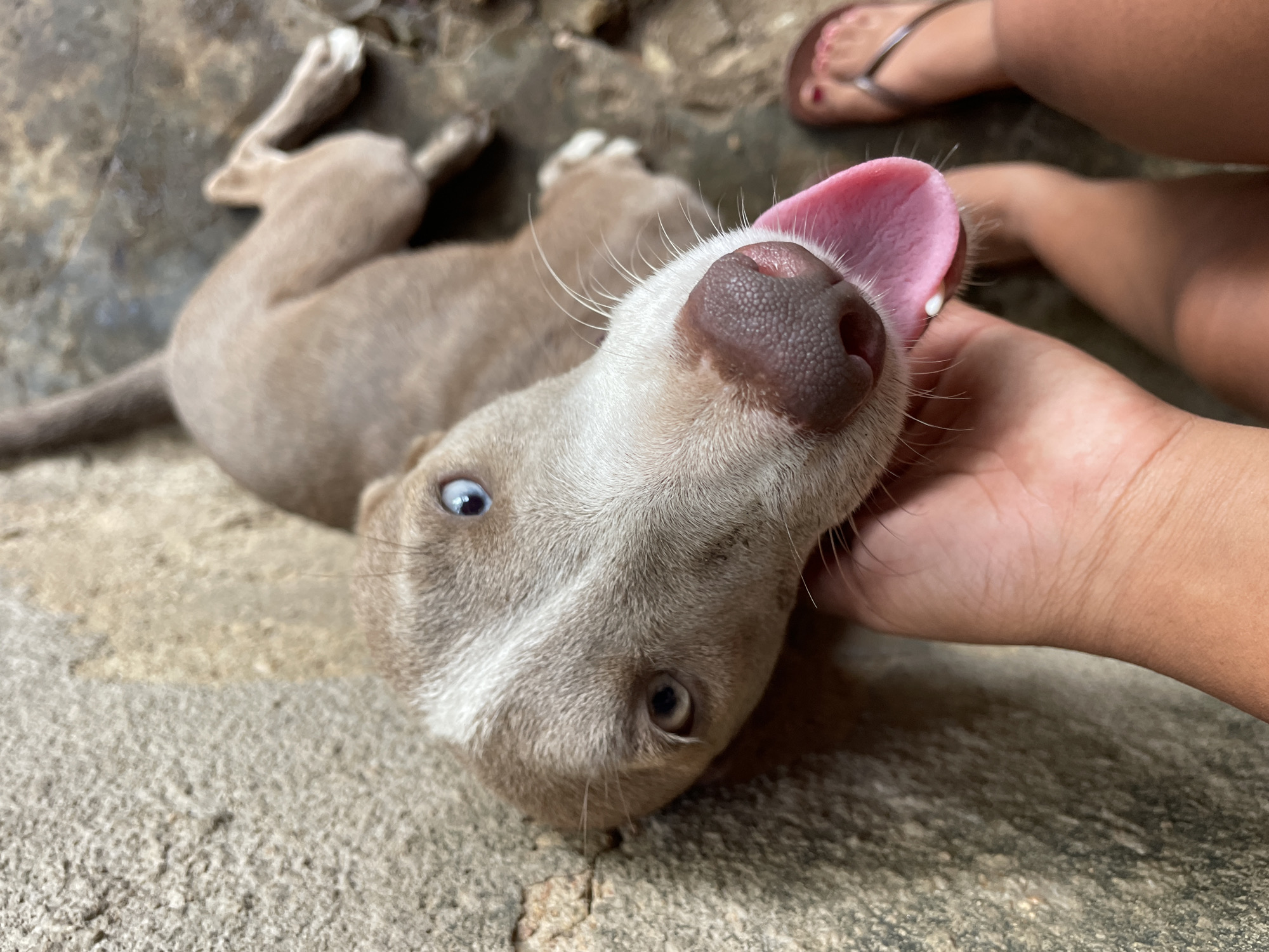 A fawn-colored puppy with blue eyes lies on a concrete surface, with a person's hand supporting its head. The puppy's pink tongue is visible. Part of another person's foot, wearing a flip-flop, is visible in the upper right corner of the image.