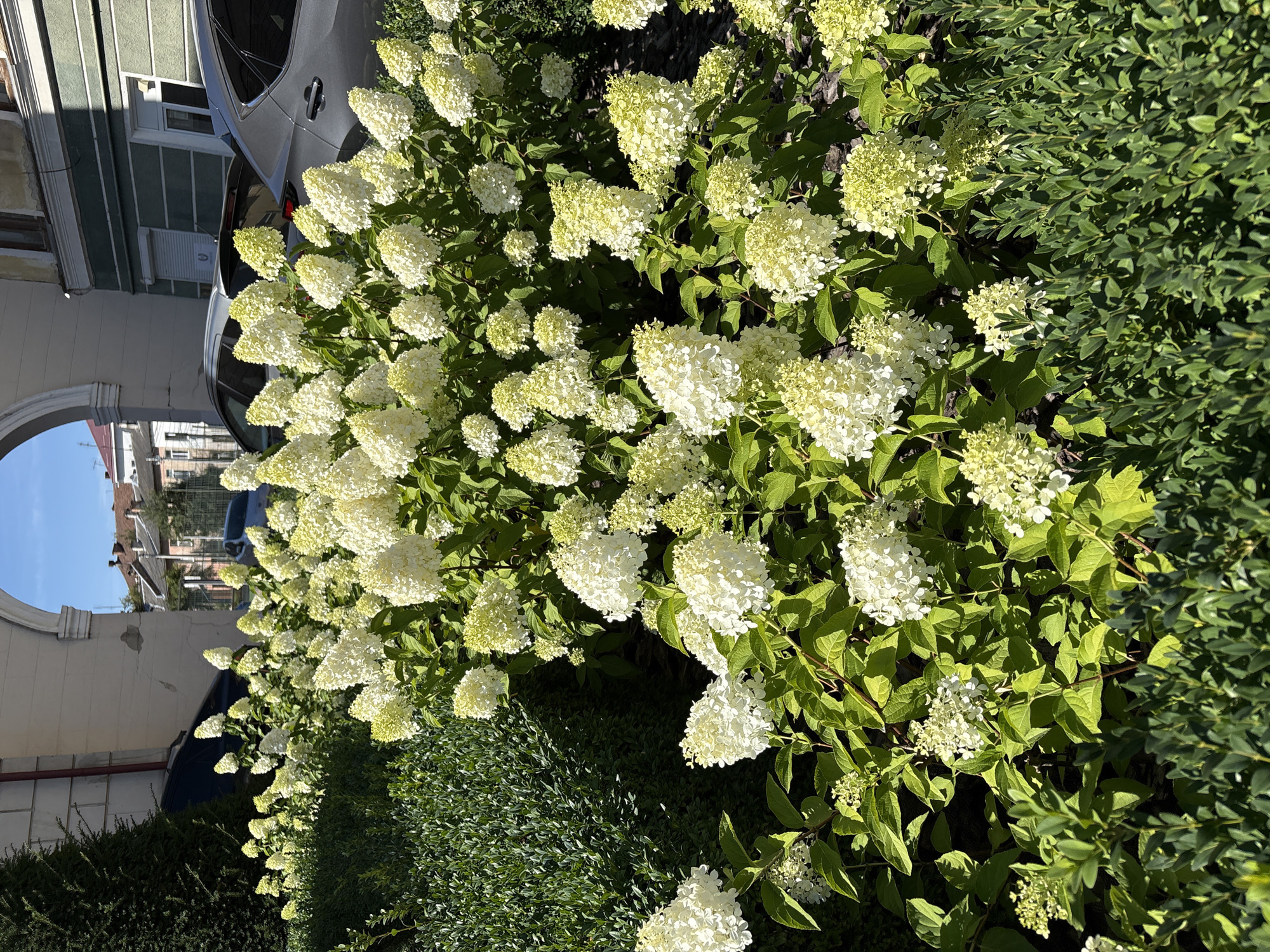 In Ternopil, Ukraine, a cluster of white hydrangeas blooms in front of a building with an archway. The hydrangeas are lush and full, with many individual flowers forming large, conical clusters. The foliage is a vibrant green, providing a strong contrast to the white blossoms. Behind the flowers, a portion of a building is visible, featuring an arched entryway and windows. The building appears to be a historical structure, possibly a public building or a part of a park. The sky is clear and blue, suggesting a sunny day. The scene is set in an urban environment, with hints of other buildings and possibly cars in the background, though the focus remains on the natural beauty of the hydrangeas and the architectural elements of the building.