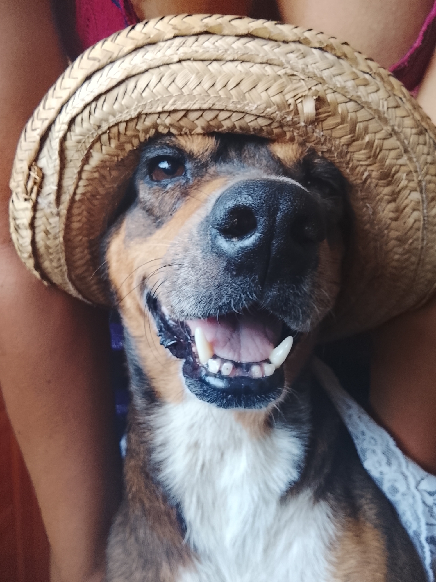 A close-up shot shows a smiling brown and white dog wearing a straw hat. The dog is positioned in the center, with its head slightly tilted to the left. The dog has a large, black nose and visible teeth. A human is visible holding the dog, with hints of clothing visible in the background. The precise location within the city of Altagracia, Venezuela is not discernible from the visual information.