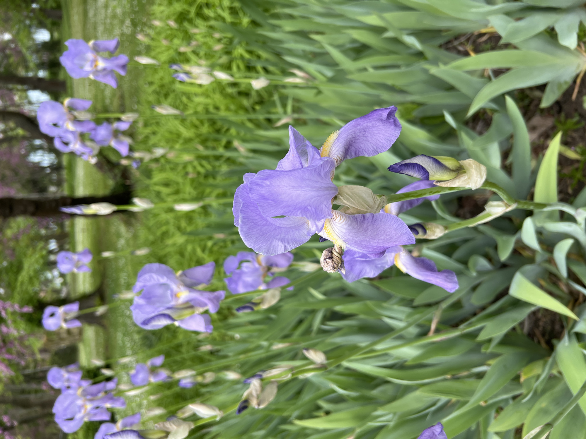 The image shows a close-up of a cluster of purple irises in bloom. The flowers are in various stages of opening, with some fully open and others still buds. The irises are growing in a bed of green foliage. The background includes a blurred landscape with trees. The location is presumed to be Burgas, Bulgaria.