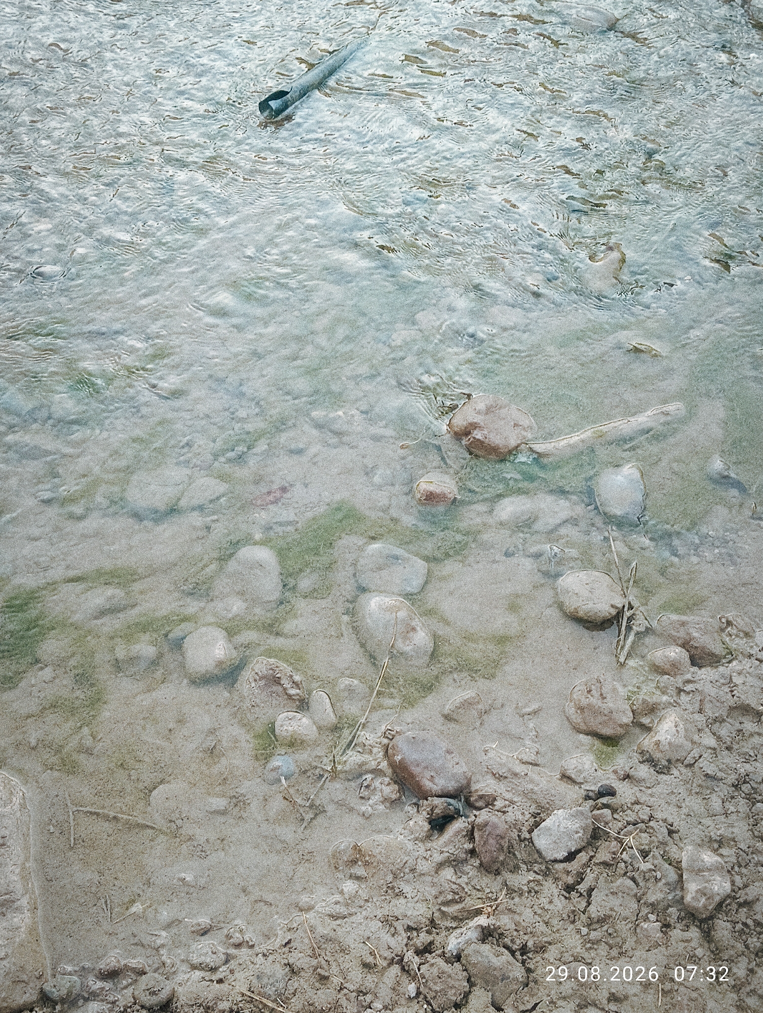 The image depicts a shallow body of water, likely a stream or river, with a rocky and sandy bottom. A dark, cylindrical object, possibly a pipe or drainage outlet, is submerged in the water on the upper left side of the frame, with its opening facing away from the viewer. The water is clear enough to see the riverbed, which is composed of various sized stones, sand, and patches of green algae. The shoreline on the right side of the image is rough and muddy, with small rocks and dry plant debris scattered across it. The timestamp "29.08.2026 07:32" is visible in the lower right corner. The overall impression is of a natural outdoor environment, potentially near an urban or semi-urban area given the presence of the pipe. No people are visible in the image.