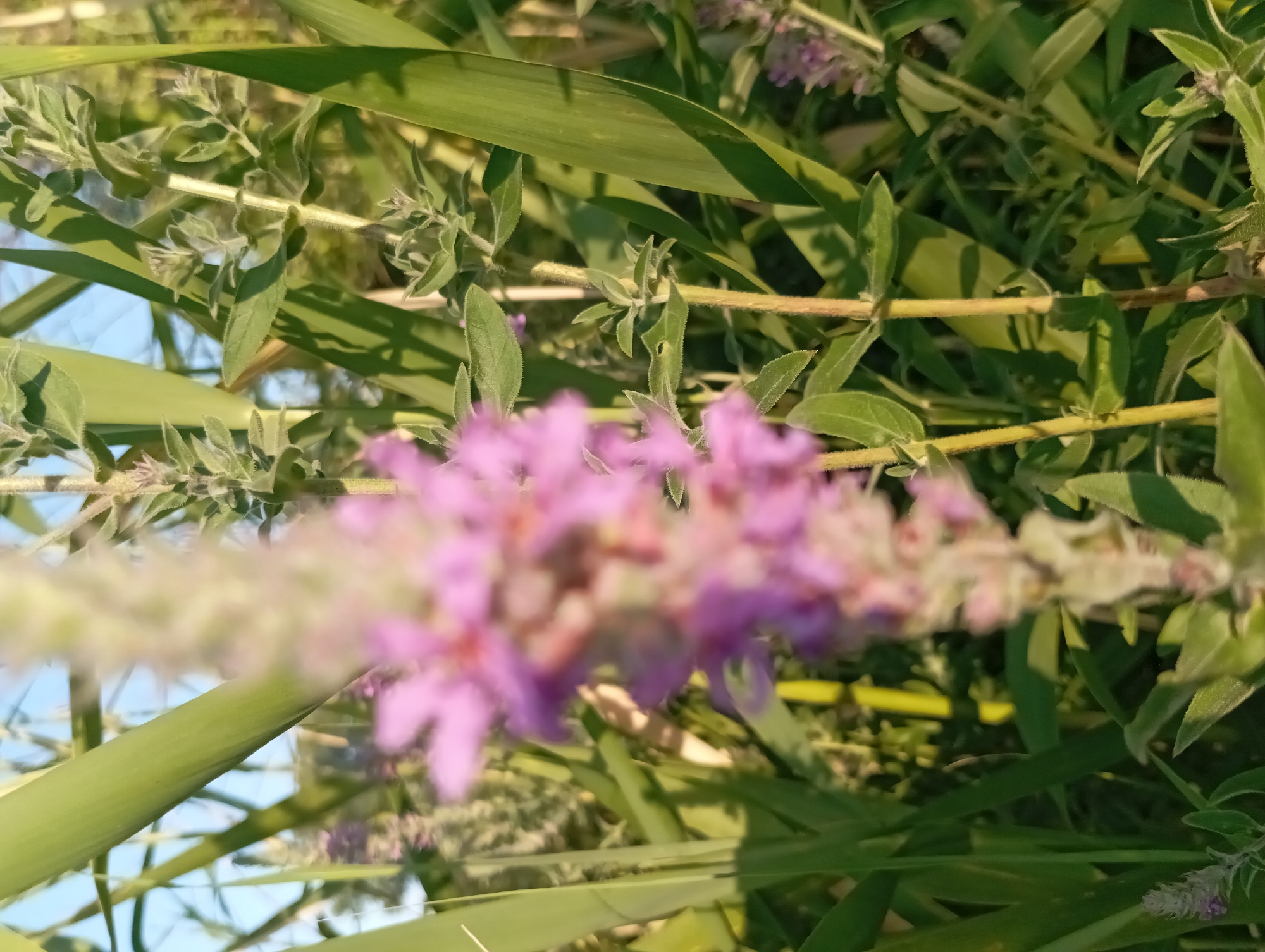 The image depicts a close-up view of a cluster of purple flowers and green reeds, bathed in the warm light of what appears to be late afternoon or early morning sun. The flowers are blurred, suggesting a shallow depth of field, and are positioned in the foreground. Behind them, tall, green reeds rise, with some leaves casting shadows. The background is out of focus, showing hints of sky and more foliage, creating a natural, outdoor setting. The scene is devoid of any human presence or activity. This natural environment is consistent with the rural landscape of Şirvanlı, Azerbaijan, which is known for its green spaces and agricultural land.