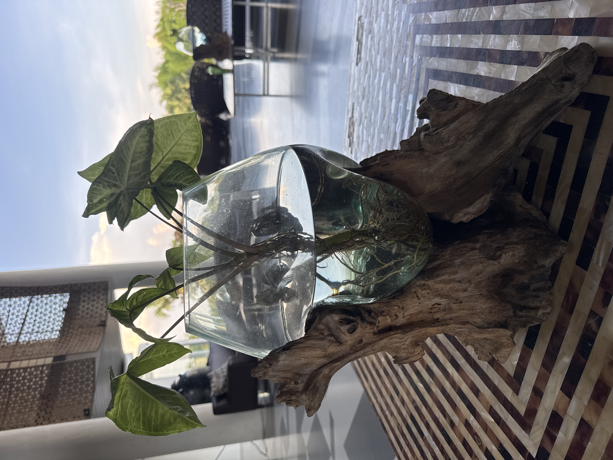 A glass vase containing a plant with visible roots sits nestled in a piece of driftwood on a table with a patterned surface. The pattern on the table consists of dark and light contrasting stripes arranged in a chevron pattern. Outside, a blurred outdoor area is visible. The location of this image is Pecatu, Indonesia.