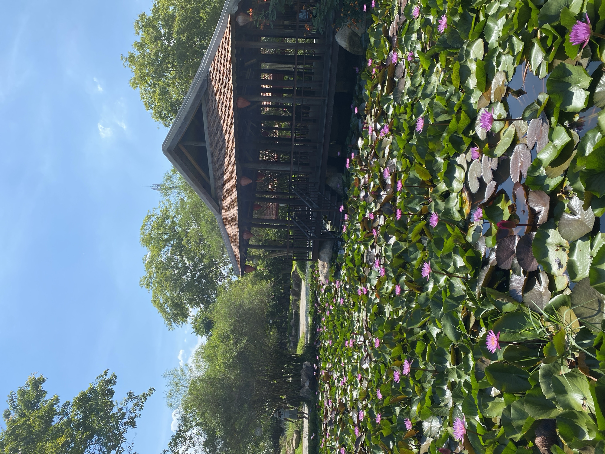 The image depicts a serene outdoor scene at a location identified as Tay Nha Trang Ward, Vietnam. In the foreground, a dense carpet of water lilies, predominantly in shades of pink and purple, covers a tranquil pond. Their large, green lily pads create a lush surface, dotted with the vibrant blooms.
Dominating the mid-ground and background is a traditional wooden gazebo or pavilion with a tiered, tiled roof. The structure is elevated on stilts and features open sides with railings, suggesting it's a place for relaxation or observation. Red lanterns hang from the eaves of the gazebo, adding a touch of cultural detail.
Behind the gazebo, a grove of bamboo stalks stands tall, their slender green stems creating a dense screen. Further back, lush green trees and foliage form a natural backdrop, indicating a garden or park setting. The sky above is a clear, bright blue with a few wispy white clouds.
To the left of the image, a person dressed in light-colored clothing, including a hat and shorts, is walking along a paved pathway that winds through the greenery. The pathway leads towards the bamboo grove. The overall atmosphere is peaceful and natural, suggesting a well-maintained landscape designed for enjoyment and contemplation.