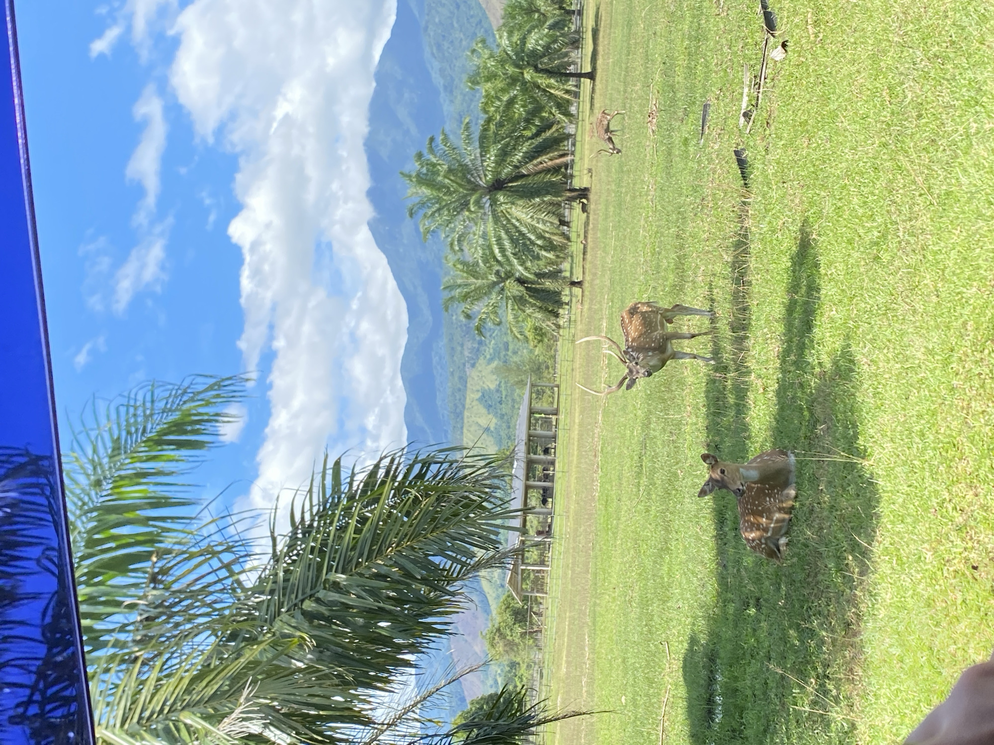 The image depicts a grassy field with palm trees under a partly cloudy sky, with a mountain range in the background. Several spotted deer are visible in the field. A structure is partially visible in the mid-ground. The image appears to be taken through a window, as evidenced by a blue reflection on the left side. The location is Unknown, Indonesia.