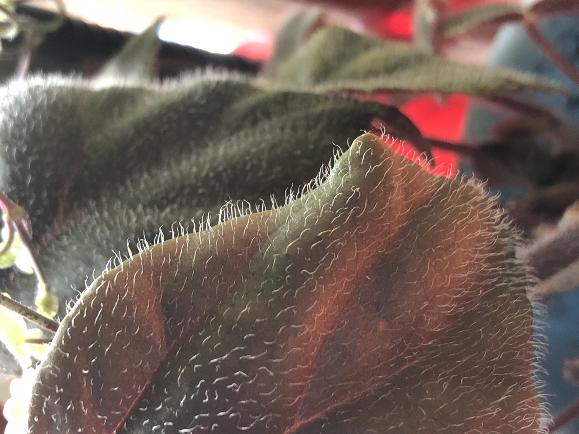 This is a close-up, macro photograph of a plant leaf, likely an ornamental houseplant, with a fuzzy texture. The leaf is predominantly dark green with a reddish-brown underside that is illuminated from behind, creating a translucent effect. Numerous small, white, hair-like structures (trichomes) cover the surface of the leaf and its edges. The background is blurred, with hints of red and green from other parts of the plant and possibly artificial lighting. The image does not depict any urban environment, structures, or people, and therefore, no location in the city of Пионерский, Russia can be inferred.