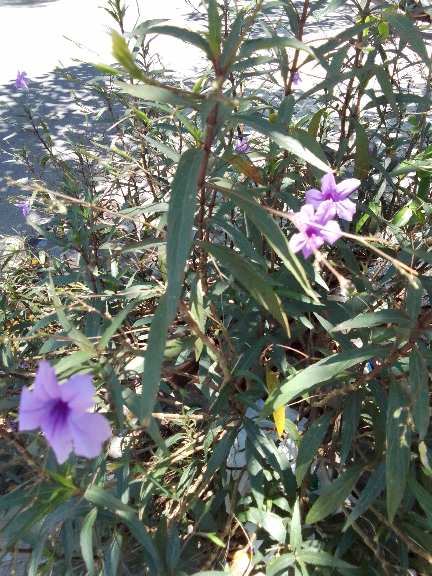 This is an outdoor, eye-level, close-up photograph of a flowering plant with purple flowers. The plant is in bloom with several purple flowers, two of which are prominent in the foreground and midground. The plant has long, slender green leaves and thin brown stems. The background is out of focus and appears to be a paved surface with dappled sunlight and shadows, suggesting an outdoor environment like a sidewalk or pathway. There are no people or animals visible in the image. The scene is likely located in the city of Đà Nẵng, Vietnam, as indicated by the context.