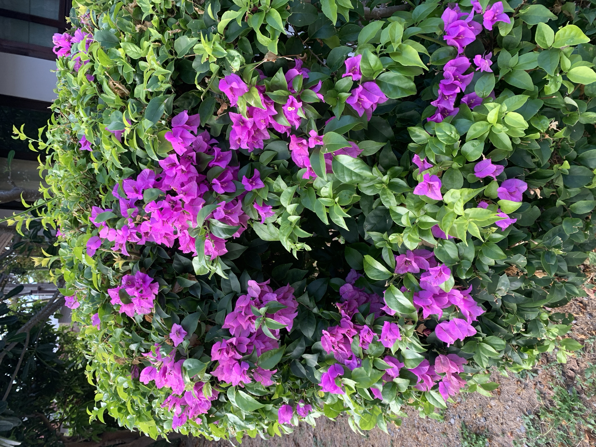 The image depicts a dense bougainvillea bush covered in vibrant purple flowers and lush green leaves. The bush appears well-maintained and healthy. The background suggests an outdoor setting, possibly a garden or roadside in บ้านบางรักษ์, Thailand. The ground is visible at the bottom right, with a mix of dirt and vegetation. A building is partially visible in the background on the left. The image is taken from a close-up perspective.