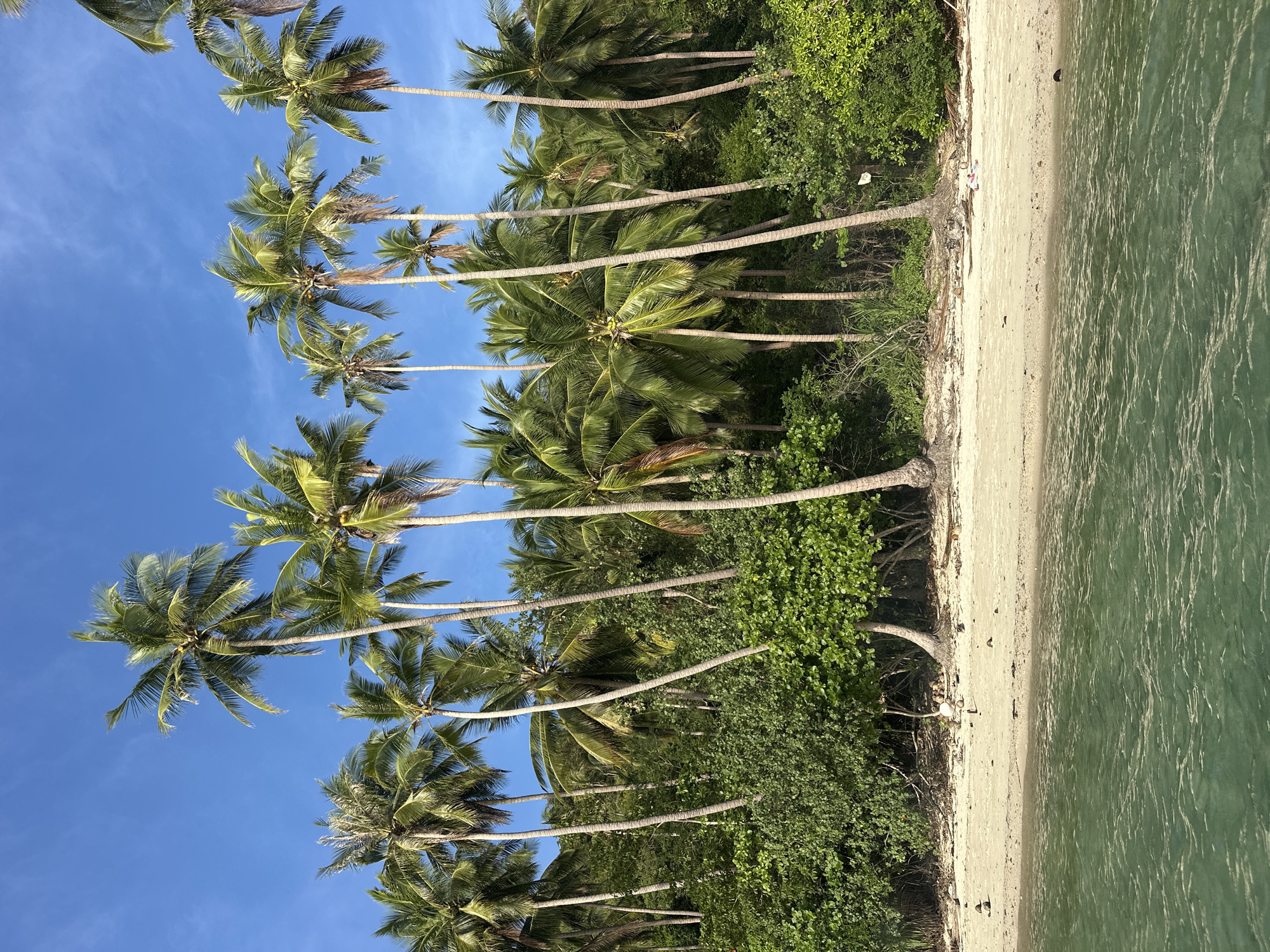 A tropical beach scene is depicted with a shoreline meeting lush green vegetation and tall palm trees. The sand is light-colored and appears uncrowded, with a few scattered coconuts and debris. The water in the foreground is a clear turquoise hue, showing gentle ripples. In the background, a dense line of palm trees and other foliage creates a thick, green backdrop against a bright blue sky. The scene suggests a tranquil, natural environment.