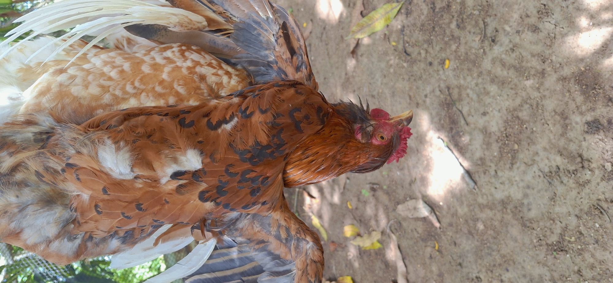 The image shows a deceased chicken hanging upside down, its head facing downwards. The chicken has brown, black, and white feathers. Its wattles and comb are a bright red. The background consists of dry, sandy ground with scattered leaves and twigs. There is a hint of green foliage in the upper left corner, possibly indicating trees or bushes. The lighting suggests an outdoor, possibly rural, setting. The location within the city of Vallecito, Venezuela, is not discernible from the image itself.