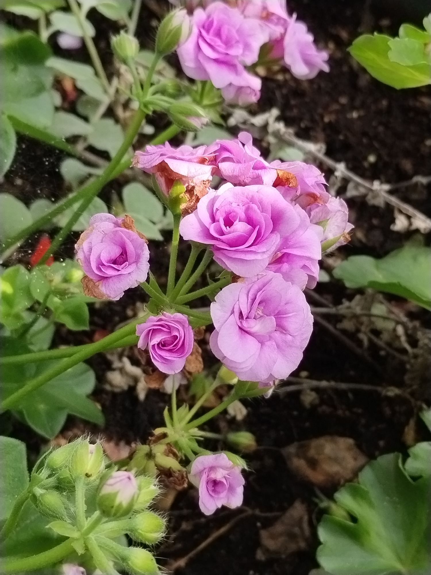 A cluster of pink roses with green leaves and buds is pictured against a dark, out-of-focus background, likely soil and other foliage. The roses are in various stages of bloom, with some fully open and others tightly furled buds. The lighting is natural and appears to be from above, casting soft shadows. The image was taken outdoors.