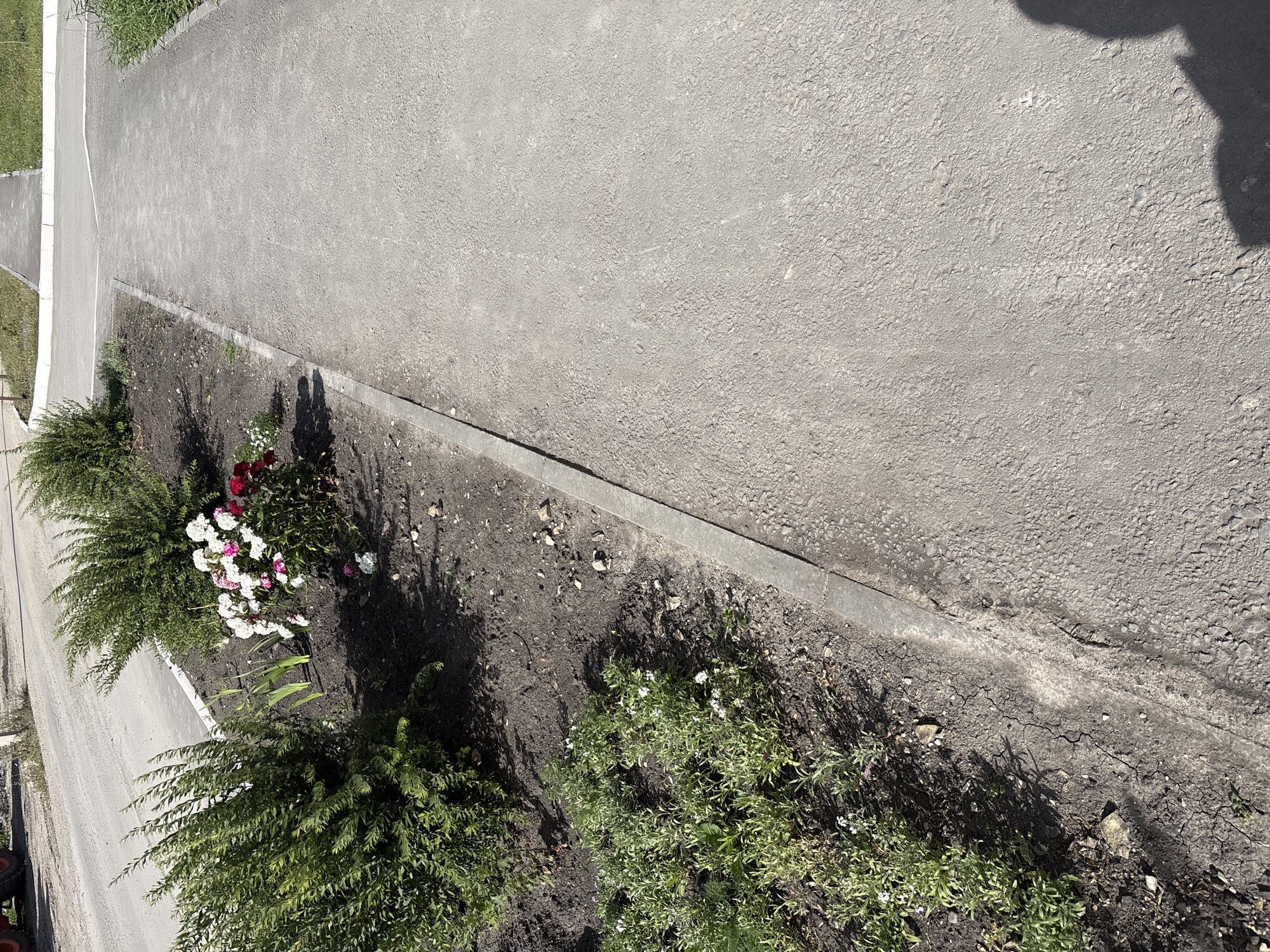 The media file shows a section of an asphalt pathway and an adjacent flower bed. The pathway is gray and textured, with some visible cracks and a curb separating it from the flower bed. The flower bed contains dark soil with several green plants and a cluster of white and pink flowers. Some fallen petals are scattered on the ground. Shadows are cast on the ground and pathway, suggesting it is a sunny day. To the left of the pathway, a strip of grass is visible. Part of a red vehicle with large wheels is visible at the bottom left corner of the frame. The scene appears to be outdoors, possibly in a public area or a residential garden, in Засечное, Russia. No people or text are visible in the image.