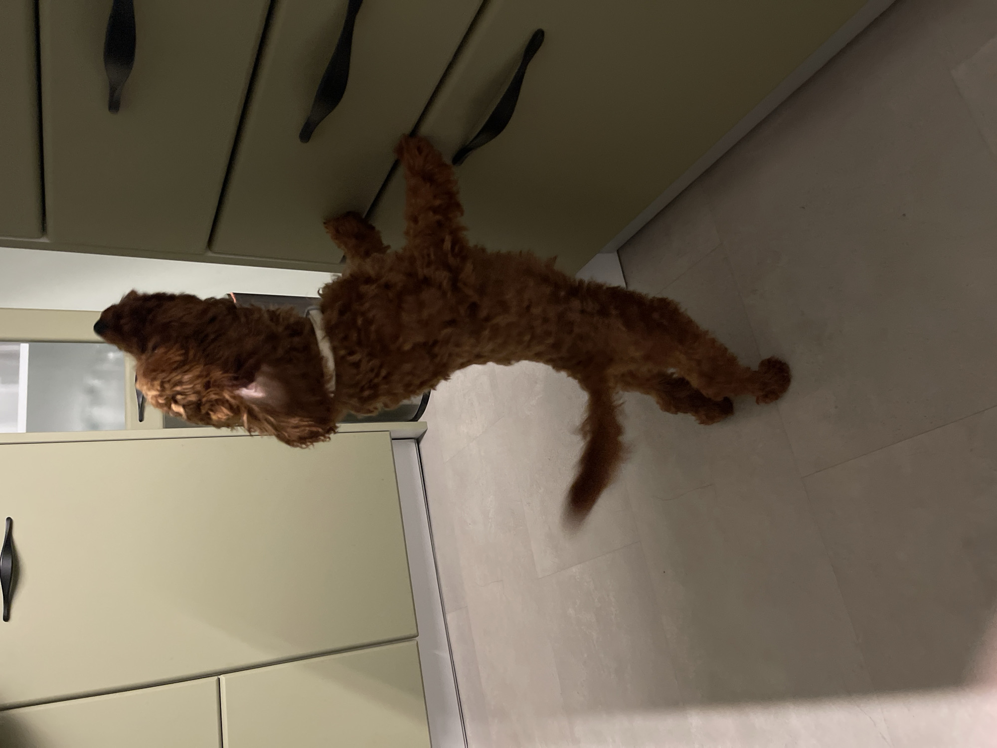 A reddish-brown, curly-haired dog is captured in an indoor setting, standing on its hind legs. The dog, wearing a light-colored collar, extends its front paws upwards, appearing to interact with the dark, horizontal handles of light-colored kitchen cabinets.
The cabinets, which appear to be a muted beige or light green, are prominent in the upper portion of the frame. Below the dog, a light-colored floor, possibly tiled, is visible. The lighting in the scene is artificial and somewhat dim, typical of an indoor space like a kitchen or utility room.
The dog's posture suggests curiosity, playfulness, or an attempt to investigate the cabinets. Its body shows a slight motion blur, particularly in the tail, indicating movement during the capture. The image is taken from a slightly low perspective, looking up towards the dog and cabinets. No text is visible in the photograph.