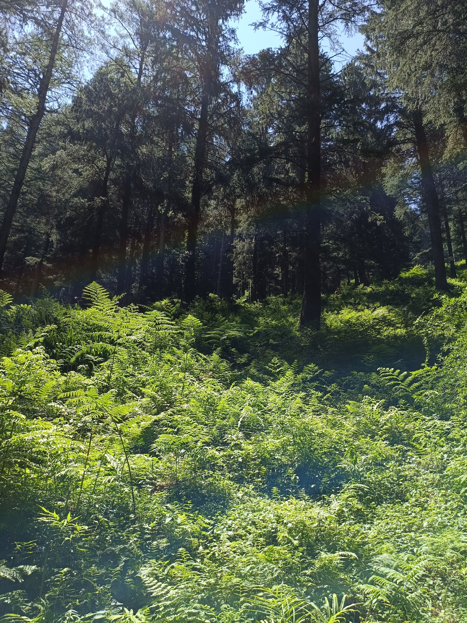 The image captures a dense forest scene in Sarsai, India, characterized by tall, dark-barked trees reaching towards a bright blue sky. Sunlight filters through the canopy, illuminating a thick undergrowth of vibrant green ferns. A subtle rainbow-like band of color arcs across the upper portion of the image, hinting at atmospheric conditions. The terrain appears to be sloped, with the ferns creating a lush carpet that extends into the shadowed depths of the forest. No people or specific actions are visible, suggesting a natural, undisturbed environment.
