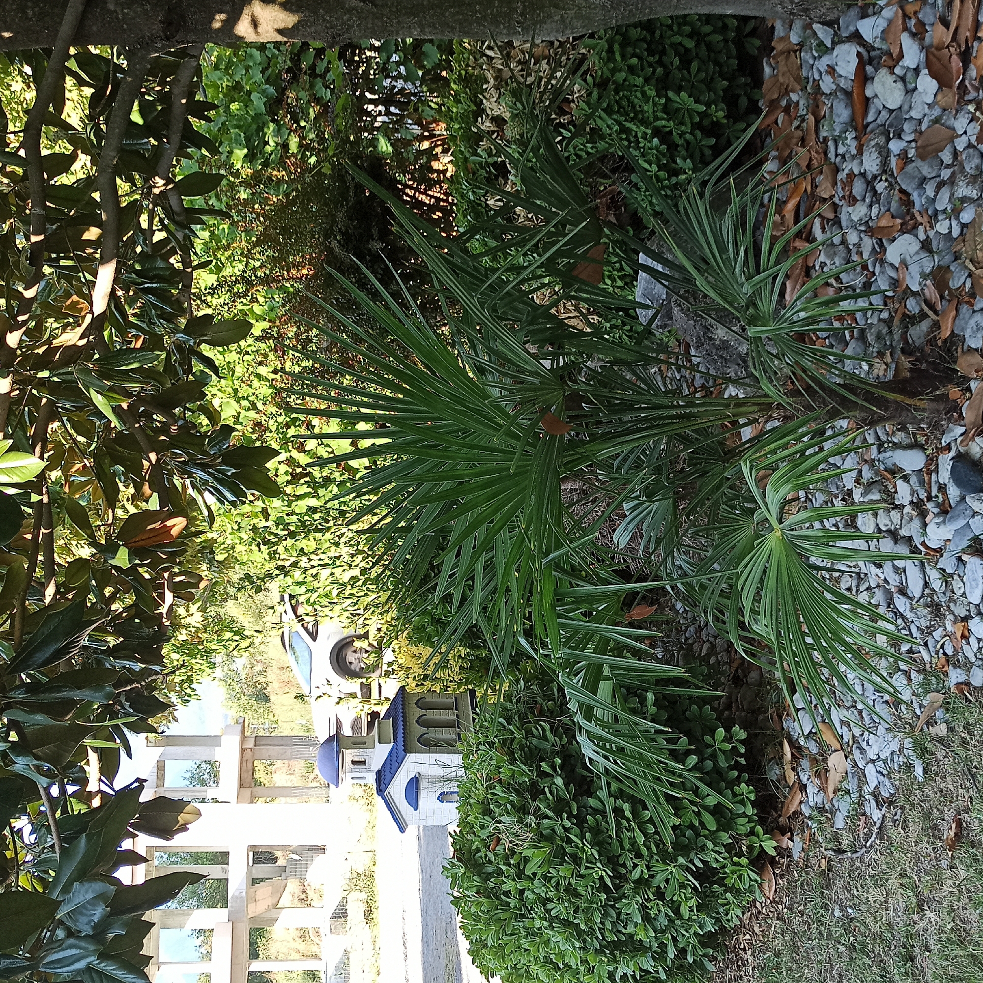 In Limani Litochorou, Greece, a small, decorative model of a church with white walls and a blue roof, featuring a dome and arched windows, sits atop a dense green bush. Beside the bush, a young palm tree with vibrant green fronds extends outwards, its base surrounded by light grey stones and scattered dry brown leaves. In the background, a portion of a white car is visible, parked on a paved surface. Behind the car, an unfinished concrete structure with multiple openings stands under a canopy of large, dark green leaves from a magnolia tree. The scene is bathed in sunlight, casting dappled shadows across the foliage and ground.