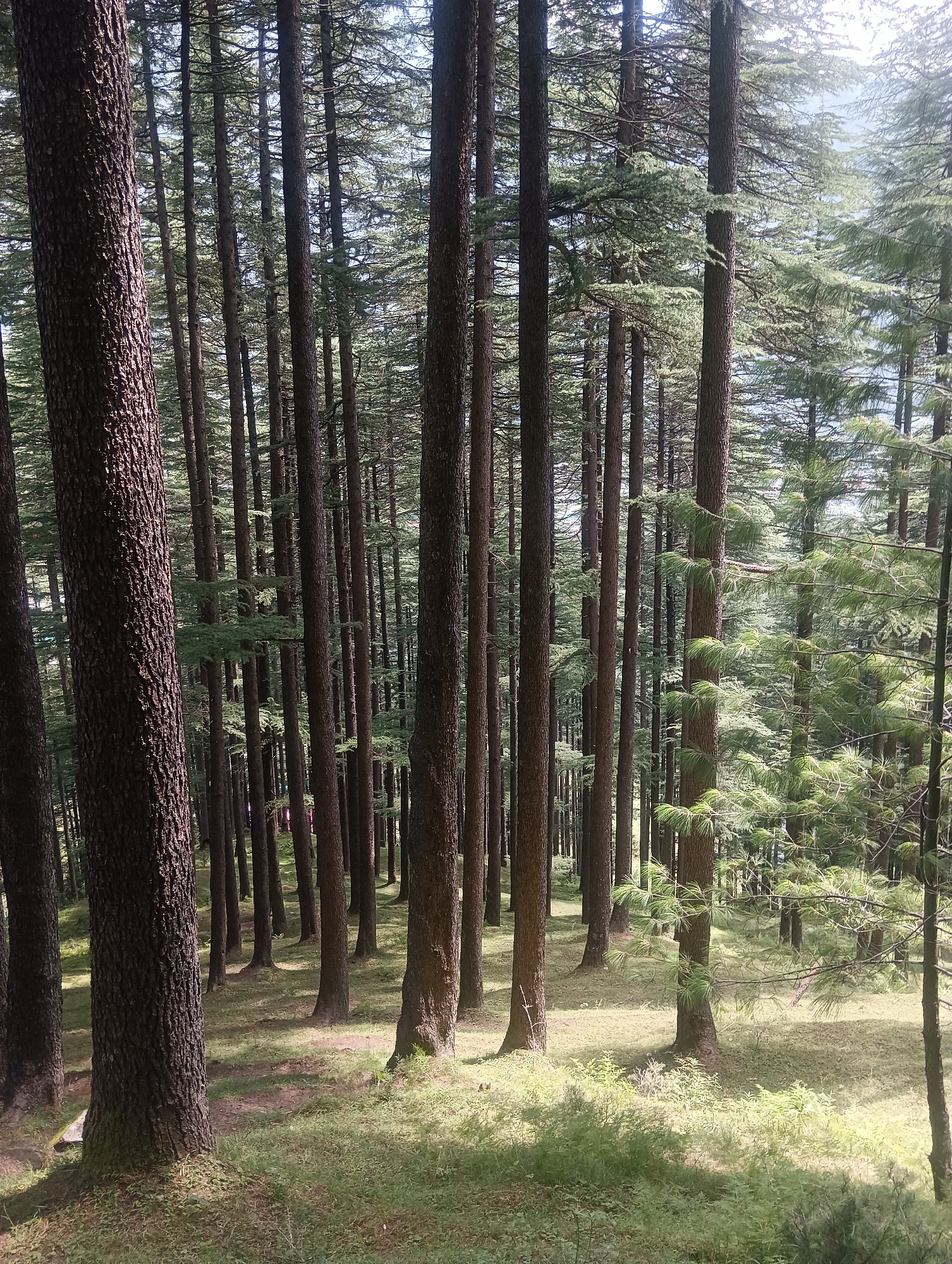 The image depicts a dense pine forest. Numerous tall, slender pine trees with rough bark stand vertically, creating a layered effect with their trunks. Sunlight filters through the canopy, casting dappled shadows on the forest floor, which is covered with a carpet of green grass and some low-lying vegetation. The sky is visible in the upper portion of the image, appearing bright and slightly hazy. The scene suggests a natural, tranquil environment. The location is identified as Chhyal, India. There are no people or animals visible in the image.