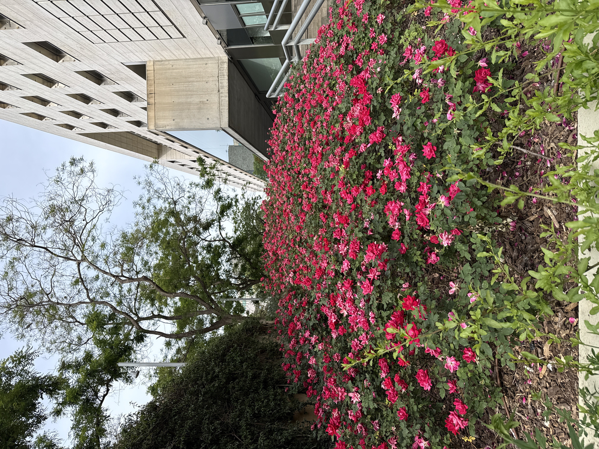 The image shows a building with a rose bush growing along the base. The building is made of concrete and has a pattern of square windows. A tree is to the left of the building. The rose bush is covered in red roses. The ground is covered in mulch. The location is not specified.