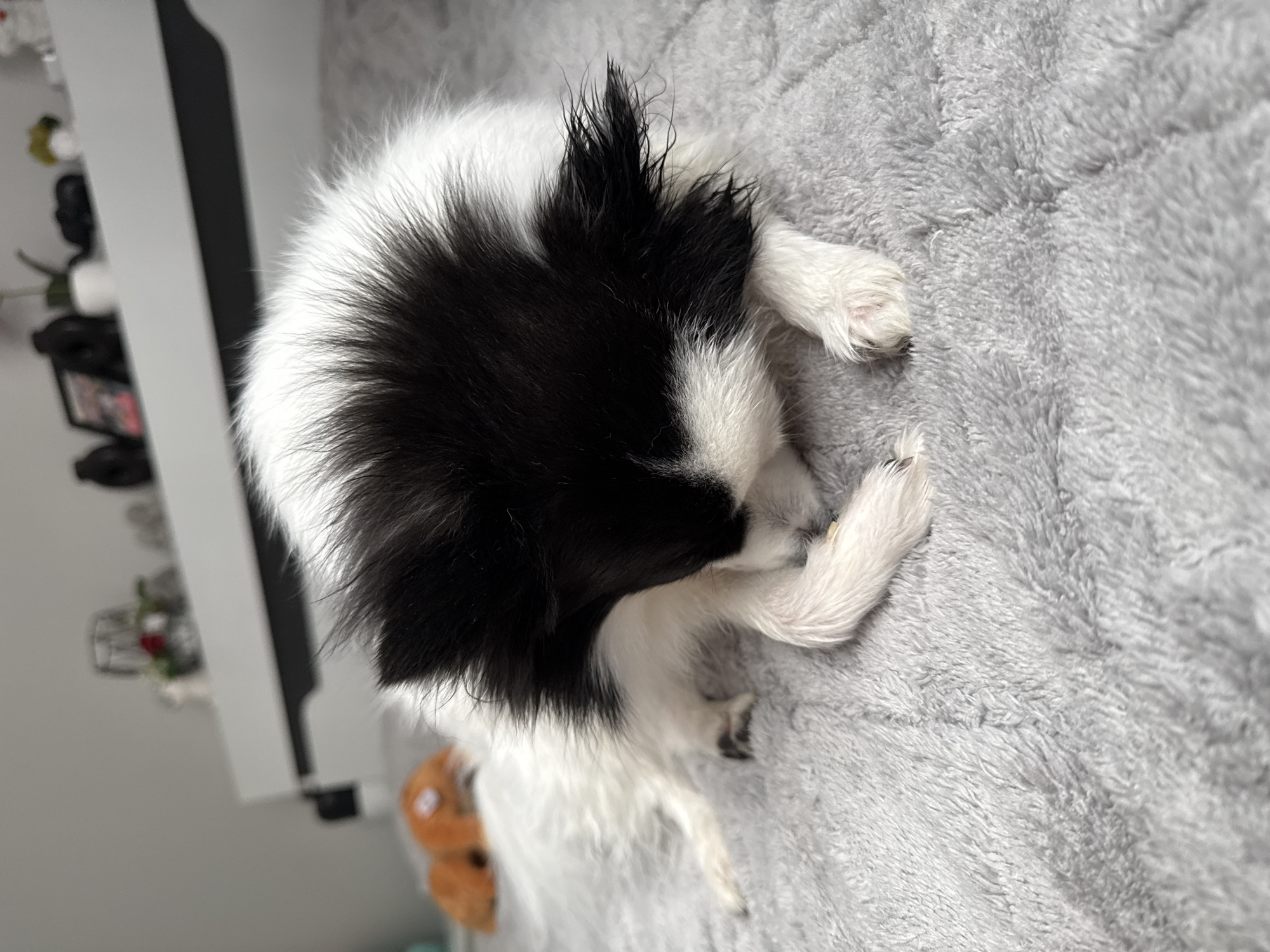 A black and white long-haired dog is curled up on a light gray textured blanket. The dog is mostly white with black fur on its head and ears. Its white paws are tucked near its head. A blurred cabinet is visible in the background, with various decorative items on it. A plush teddy bear is partially visible near the dog's body. No information is available to determine the location within the city of Stara Zagora, Bulgaria.