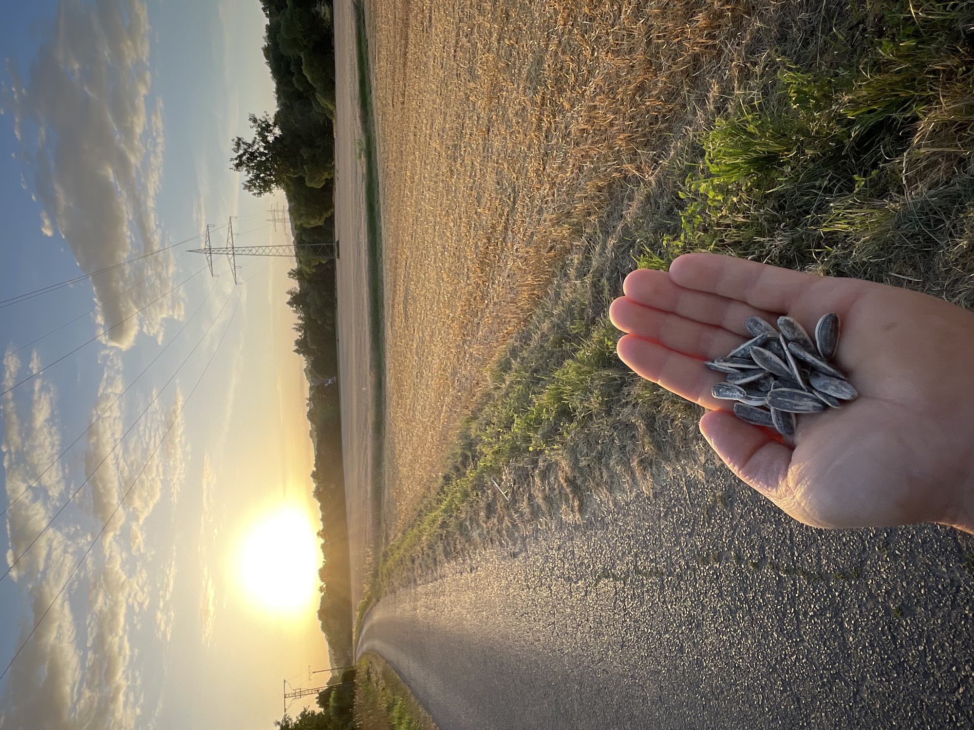 In Rückershausen, Germany, a person's hand is holding a pile of sunflower seeds in the foreground. The hand is positioned on the right side of the image. Behind the hand, a paved road curves to the left. The road is bordered by dry, harvested fields on the right and green grass and foliage on the left. In the distance, power lines and pylons stretch across the landscape under a sky filled with clouds. The sun is setting, casting a warm glow over the scene.