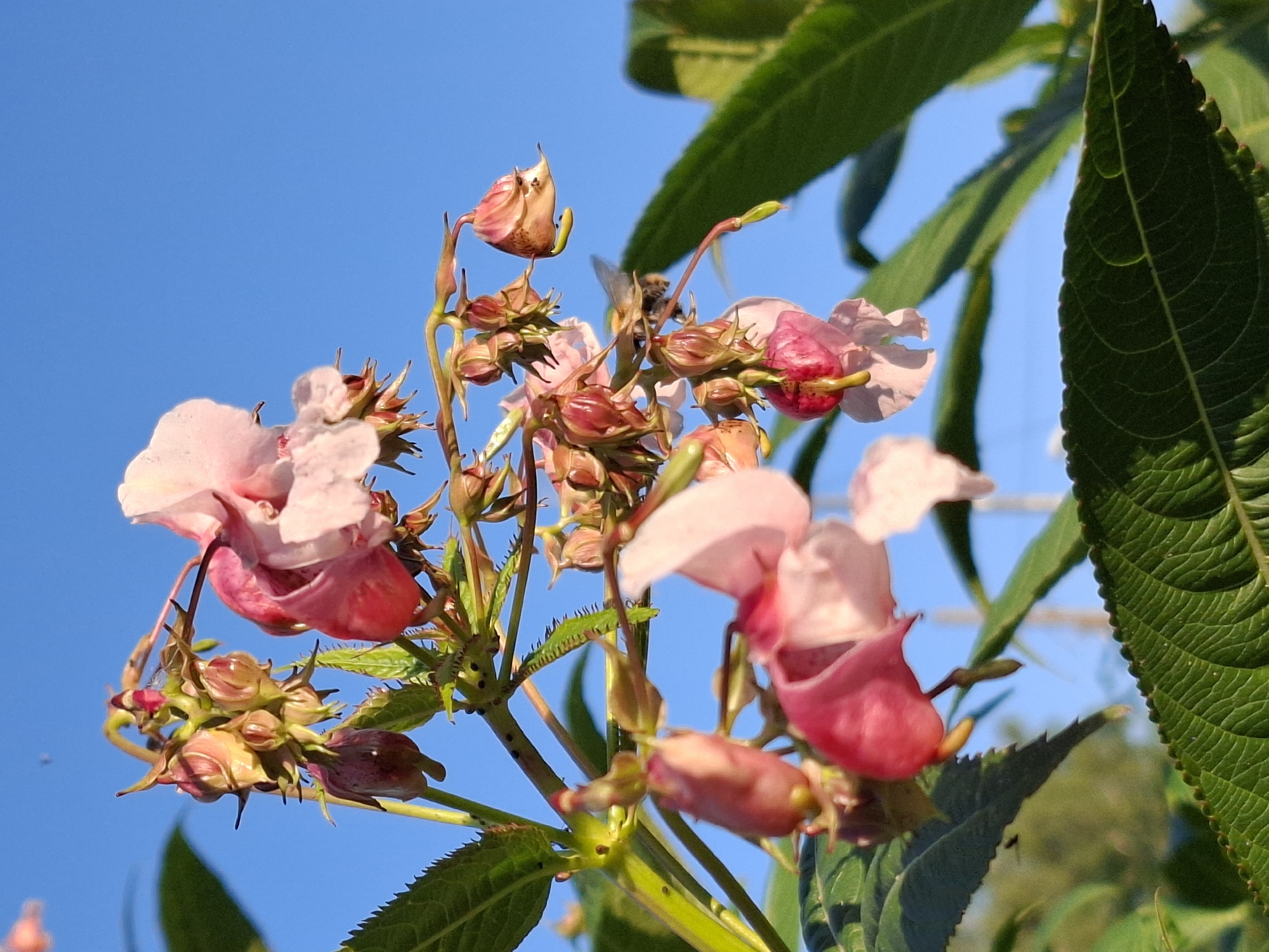 A close-up, low-angle shot captures a cluster of pink Himalayan balsam flowers against a clear blue sky. The flowers, some fully open and others still in bud, hang from a green stem with spiky leaves. A bee is visible near the center of the frame, interacting with one of the blossoms. The lighting suggests it is daytime, possibly late afternoon, with the sun illuminating the flowers from the side. The background is a solid expanse of blue sky with some blurred green foliage in the foreground and along the right edge of the image. The overall scene depicts a natural, outdoor environment.