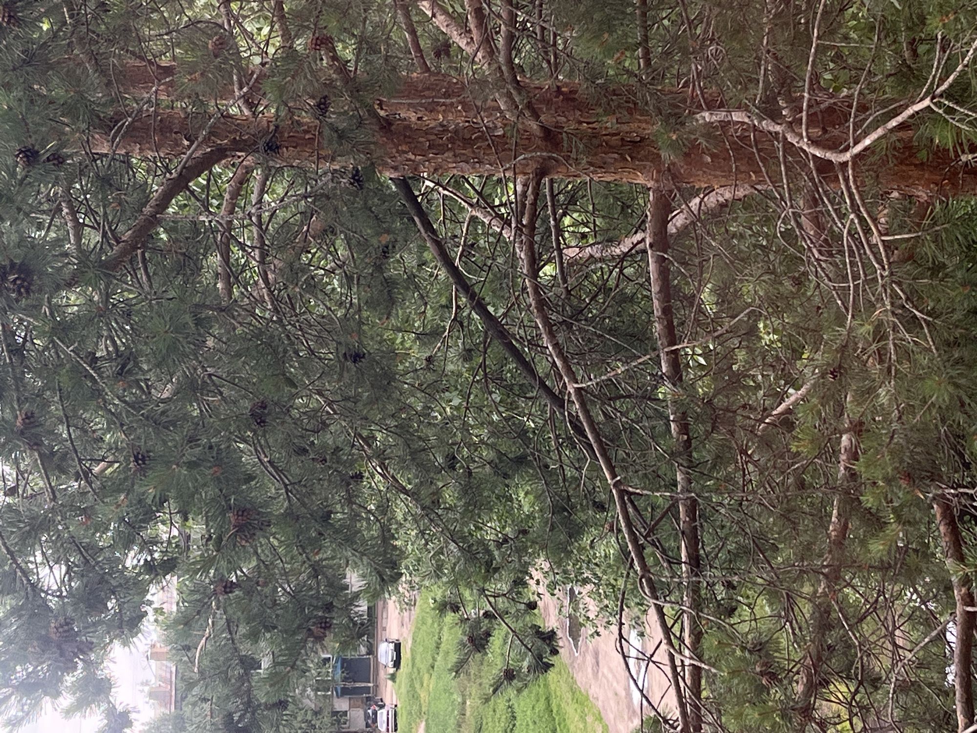 An over-the-shoulder shot from a window shows a tall pine tree with many branches and cones. The tree's trunk is to the right of the frame. In the background, a street with two cars and a walkway is visible, along with a multi-story building and some grassy areas. The sky is overcast.
