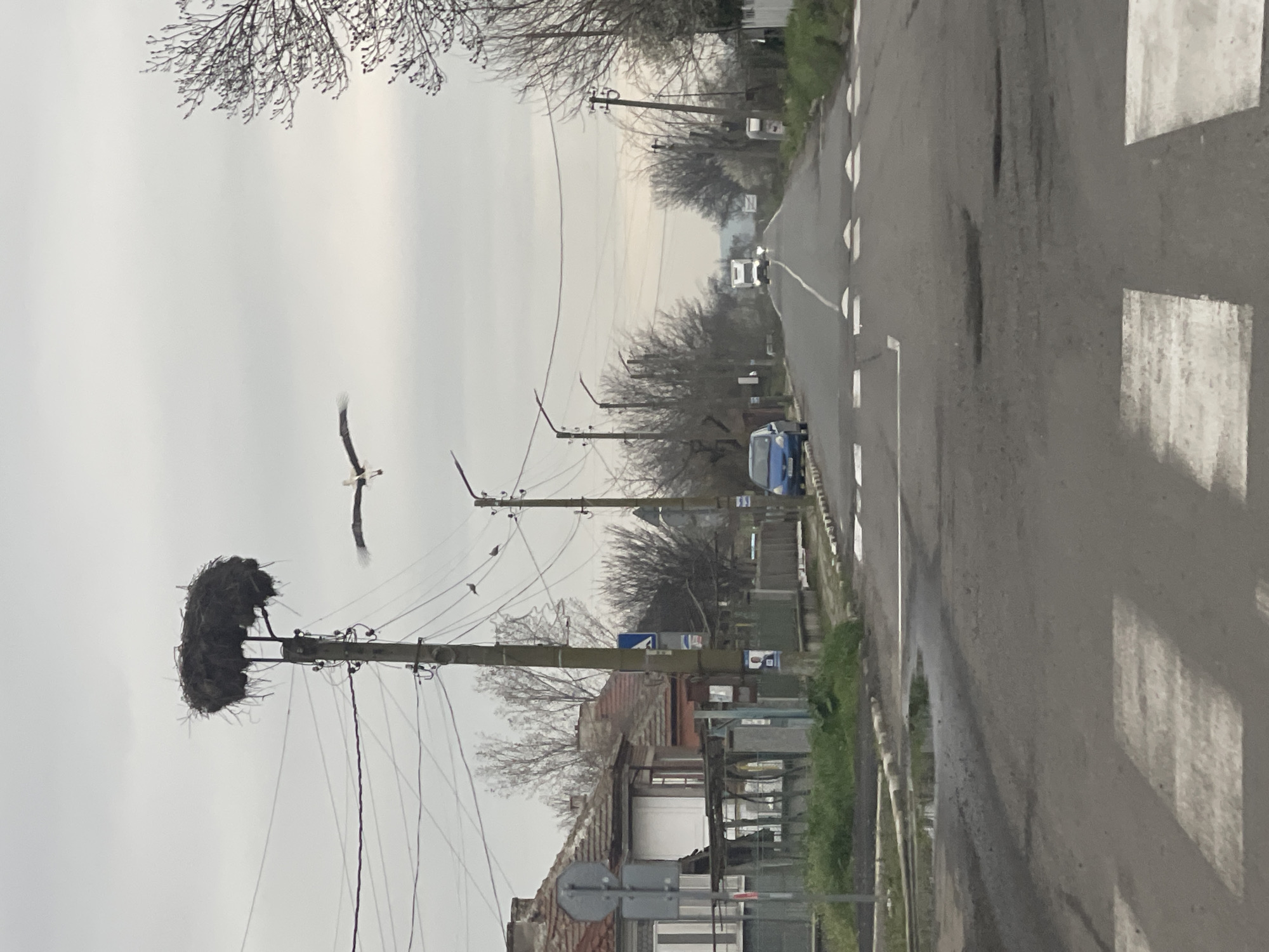 The image depicts a street scene in the city of Bratovo, Bulgaria, under a cloudy sky. A stork is captured in flight near a large nest atop a utility pole on the left side of the road. The nest is composed of dark materials, likely branches and twigs. Power lines run alongside the road, connecting the utility poles. The road itself is asphalt, marked with white lines and crosswalks. In the distance, vehicles can be seen moving along the road. Buildings are visible on both sides of the road, with a mix of residential and commercial structures apparent. The environment suggests a rural or suburban setting within Bratovo.