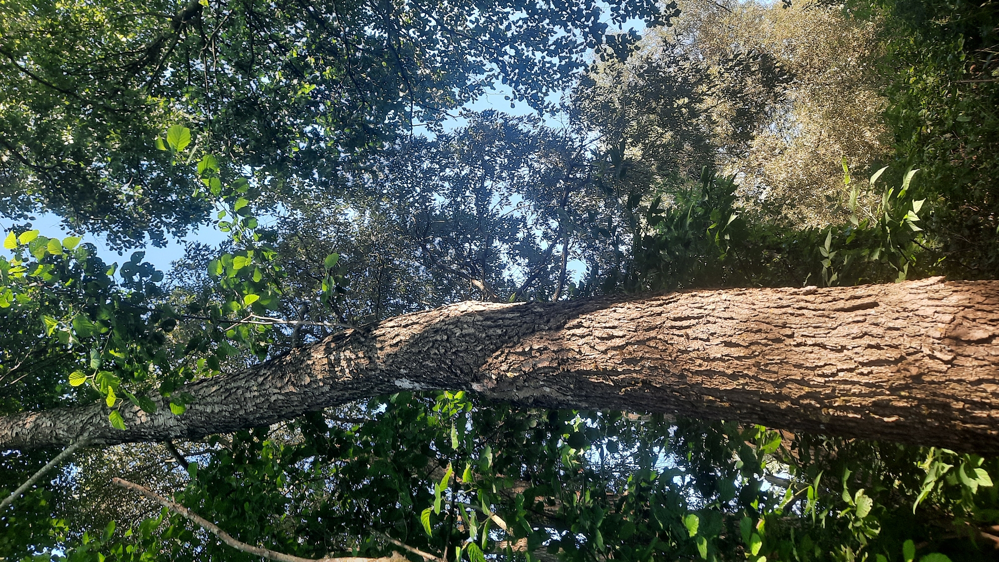 The image shows a close-up, low-angle shot of a large tree trunk in a forest. The trunk is textured with rough, dark brown bark that is illuminated by dappled sunlight. Lush green leaves and branches of surrounding trees fill the background, with patches of bright blue sky visible through the canopy. The scene suggests a natural, wooded environment, potentially a park or forest area within or near the city of Shklov, Belarus. No people or specific actions are depicted.