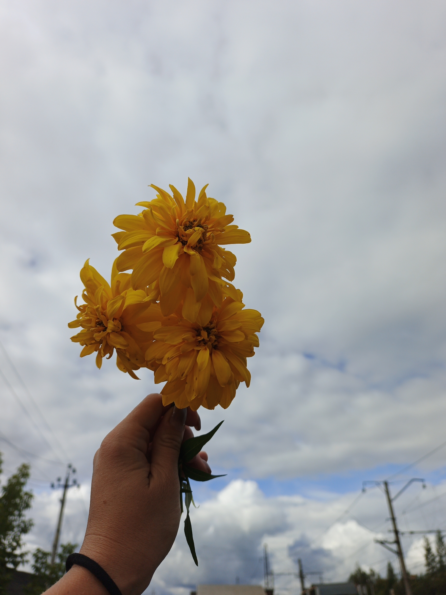 A hand is holding a small bouquet of three yellow, double-flowered flowers against a cloudy sky. The hand has a black band on the wrist. In the background, blurred trees and utility poles are visible, suggesting an outdoor setting, potentially in the city of Medvedyovka, Russia. The flowers are the main subject, with the hand and the sky as secondary elements. The lighting is overcast, providing soft, diffused light.