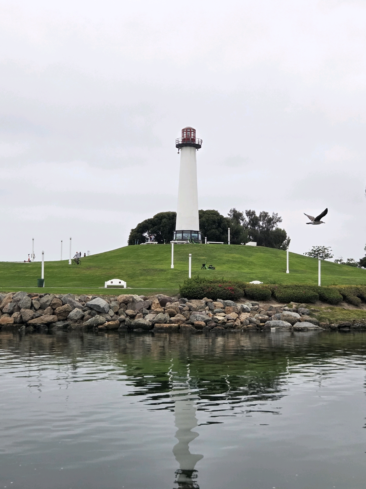 This is an image of the Long Beach, California skyline, featuring the iconic lighthouse. The lighthouse, a white cylindrical structure with a red lantern room, stands tall on a grassy hill. The hill is landscaped with trees and shrubs and overlooks a rocky shoreline. The calm water in the foreground reflects the scene. A seagull is captured mid-flight to the right of the lighthouse. Scattered across the grassy hill are several white poles, a white bench, a green trash can, and a few bicycles and electric scooters. In the distance, people can be seen walking and cycling on the pathways. The sky is overcast and appears to be late in the day.