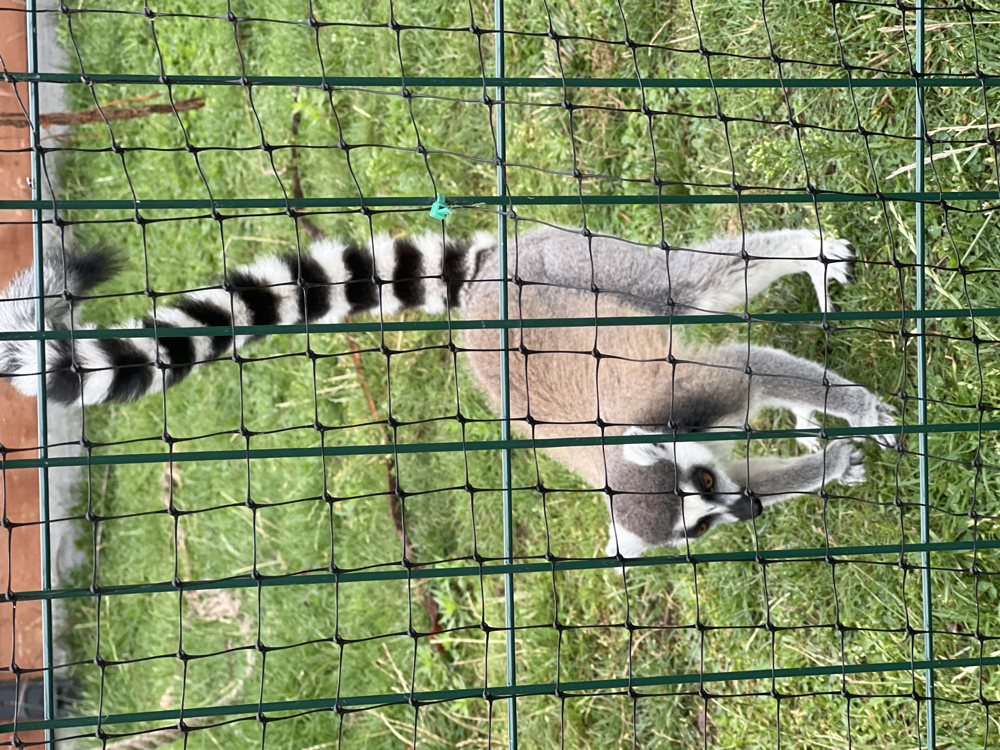 A ring-tailed lemur is visible through a green mesh fence. The lemur, facing left, has a grey body, white fur around its eyes and muzzle, and a distinctive black and white striped tail that arches upwards. It stands on a patch of green grass, with its front paws positioned near the fence. The background consists of more grass and some dry branches. A small, bright green plastic tag is attached to the fence in the middle right of the frame. The location is Bujenka, Poland.