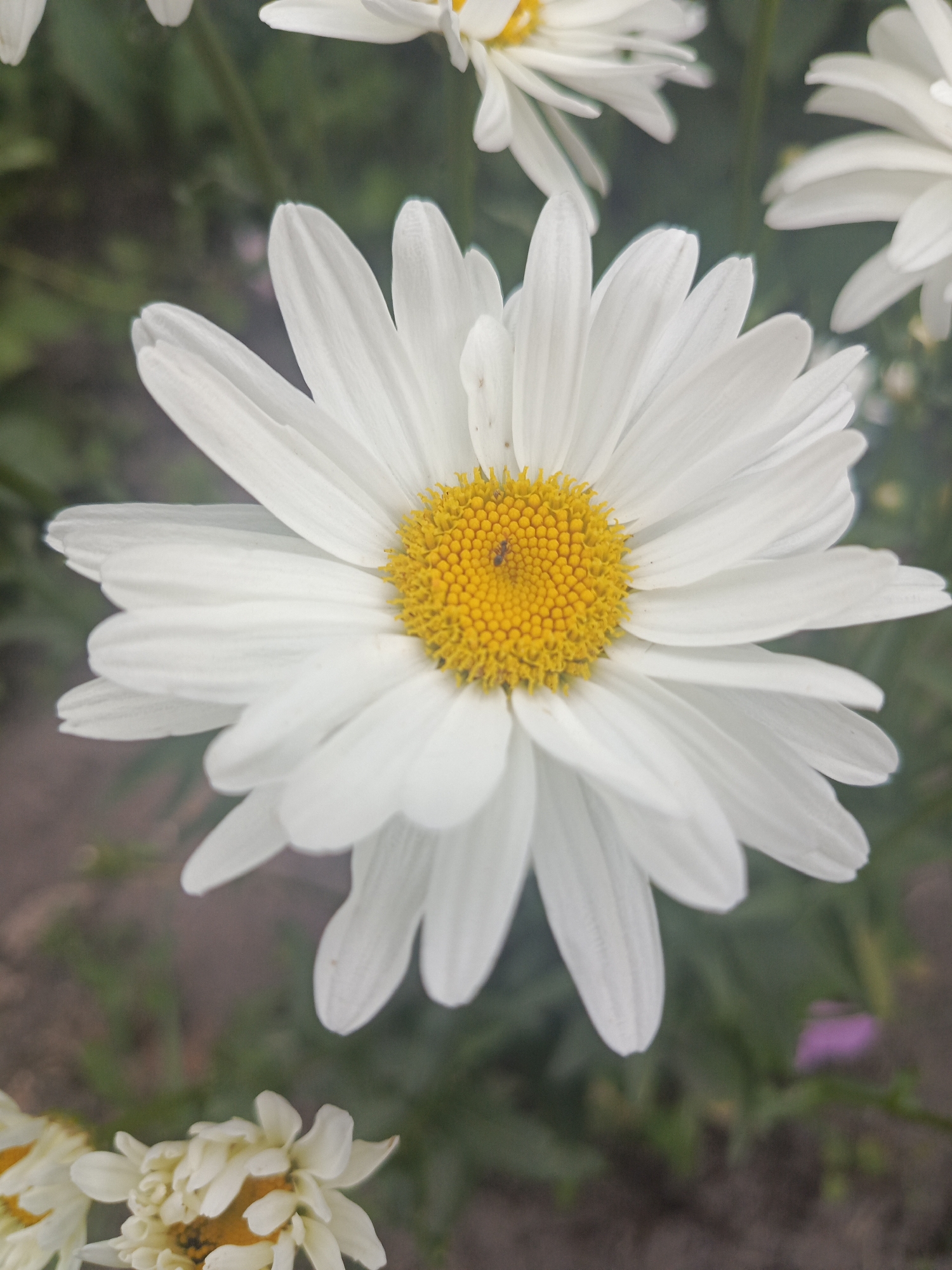 A close-up, vertical shot captures a white daisy with a yellow center, its petals fanning out. The daisy is the primary subject, in sharp focus, with a shallow depth of field blurring the background. The background consists of other blurred white flowers and green foliage, suggesting a garden or natural outdoor setting. The lighting is soft and natural. The scene is set in Samoylovka, Russia.