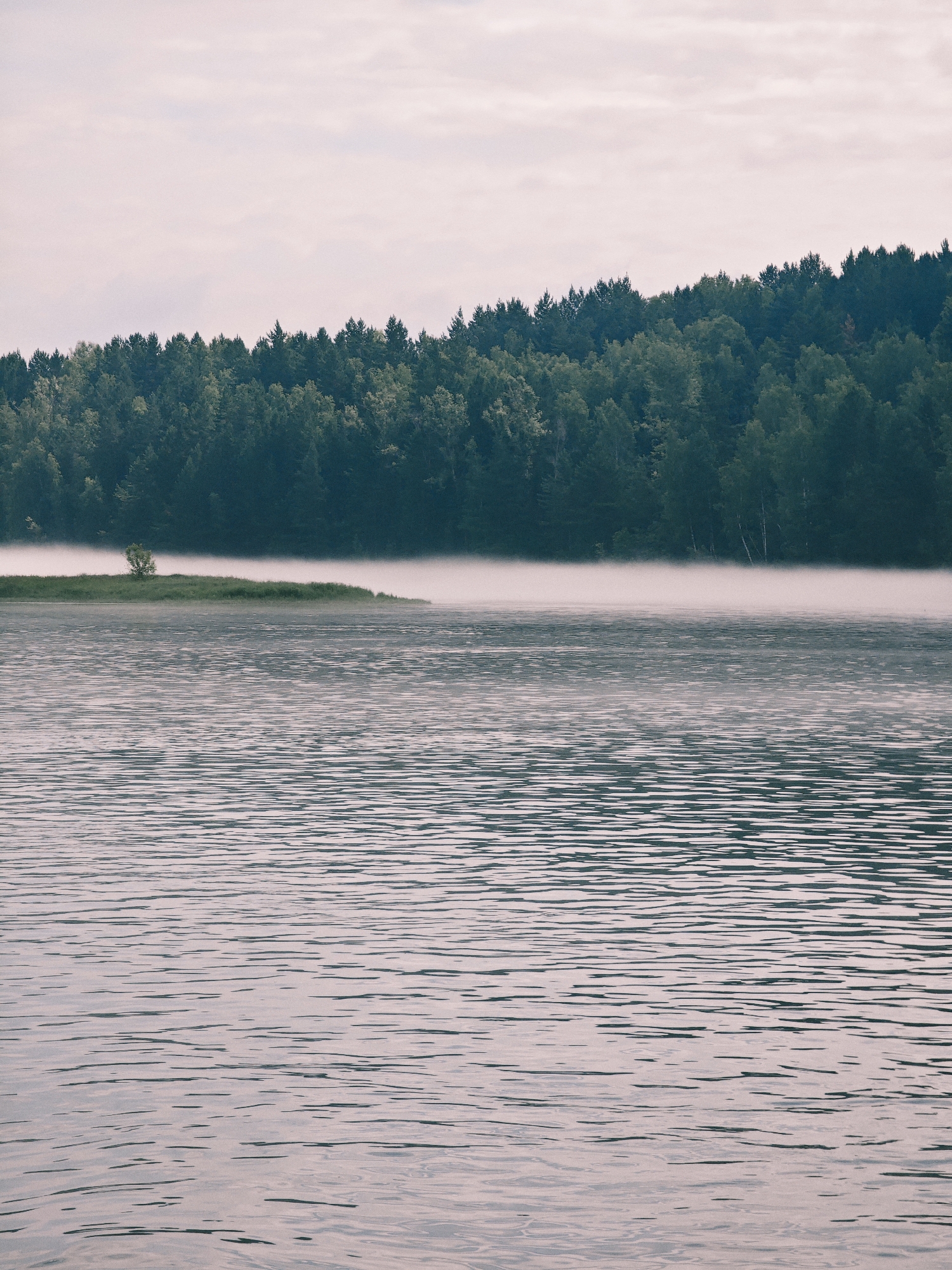 The image depicts a serene natural landscape with a body of water in the foreground and a dense forest bordering a misty shoreline in the background. The water exhibits gentle ripples, suggesting a calm atmosphere. A thin layer of fog hovers just above the water's surface, obscuring the base of the trees and creating a diffused effect. A small island, covered in green grass and featuring a single, isolated tree, emerges from the mist. The forest itself is lush and green, composed of a variety of coniferous trees. The sky above is overcast with soft, muted clouds. This scene is consistent with the natural environment found in and around the village of Atamanovo, Russia, which is known for its picturesque rural settings and proximity to natural water bodies and forests.