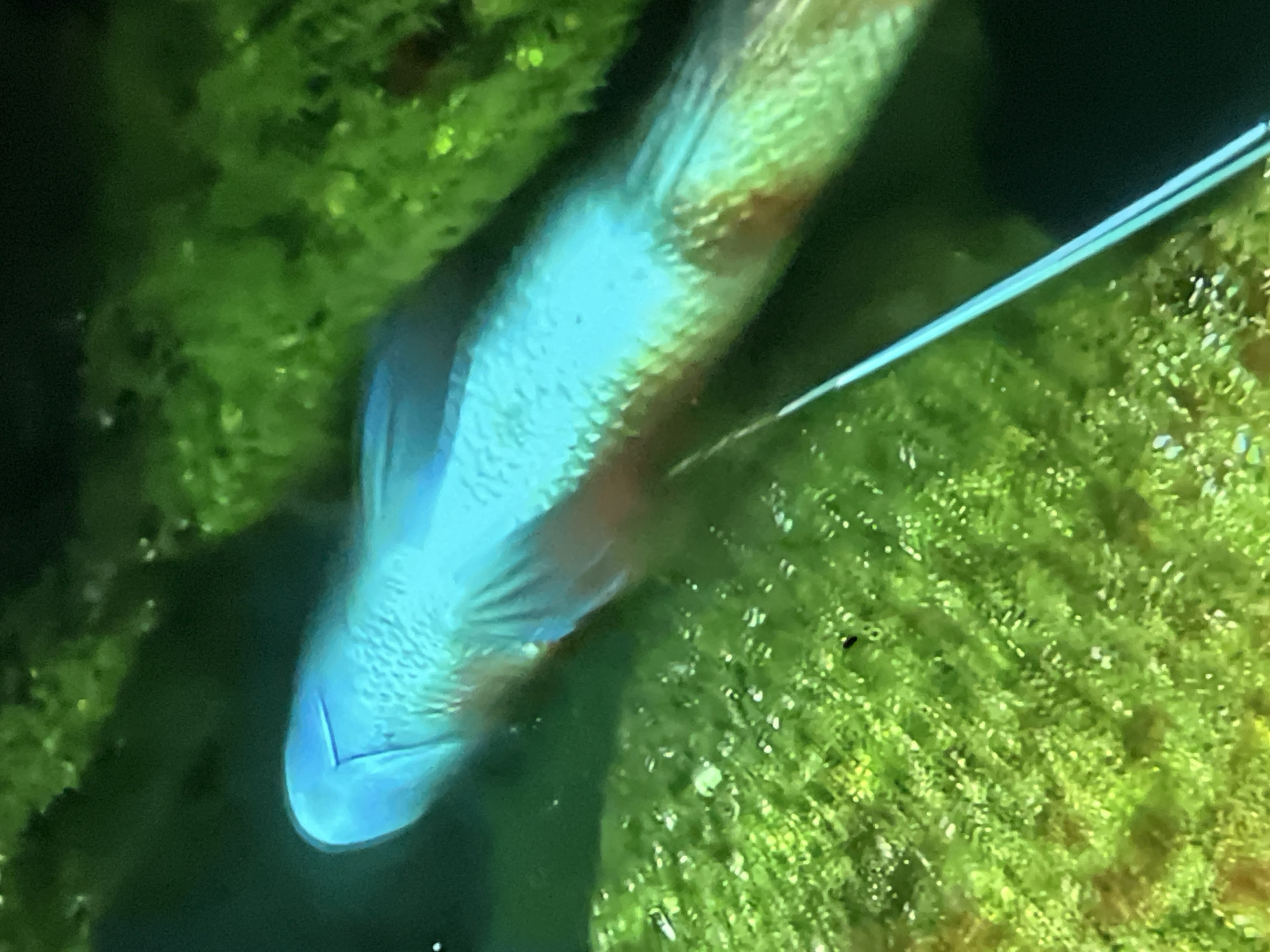 The image displays a vibrant blue and turquoise fish, viewed from above, submerged in an aquatic environment. The fish exhibits iridescent blue scales on its dorsal side and head, with distinct reddish-brown areas present on its ventral (underside) and posterior body. A thin, translucent light blue monofilament line is attached to the lower-mid section of the fish, extending diagonally downwards and to the right. The surrounding environment consists of dense, bright green aquatic vegetation, resembling moss or small-leaved aquatic plants, which forms a textured bed beneath and around the fish. Darker, out-of-focus areas suggest deeper water or shadows in the background. No people are visible. The image provides no visual indicators to confirm a specific location within Casablanca, Morocco.