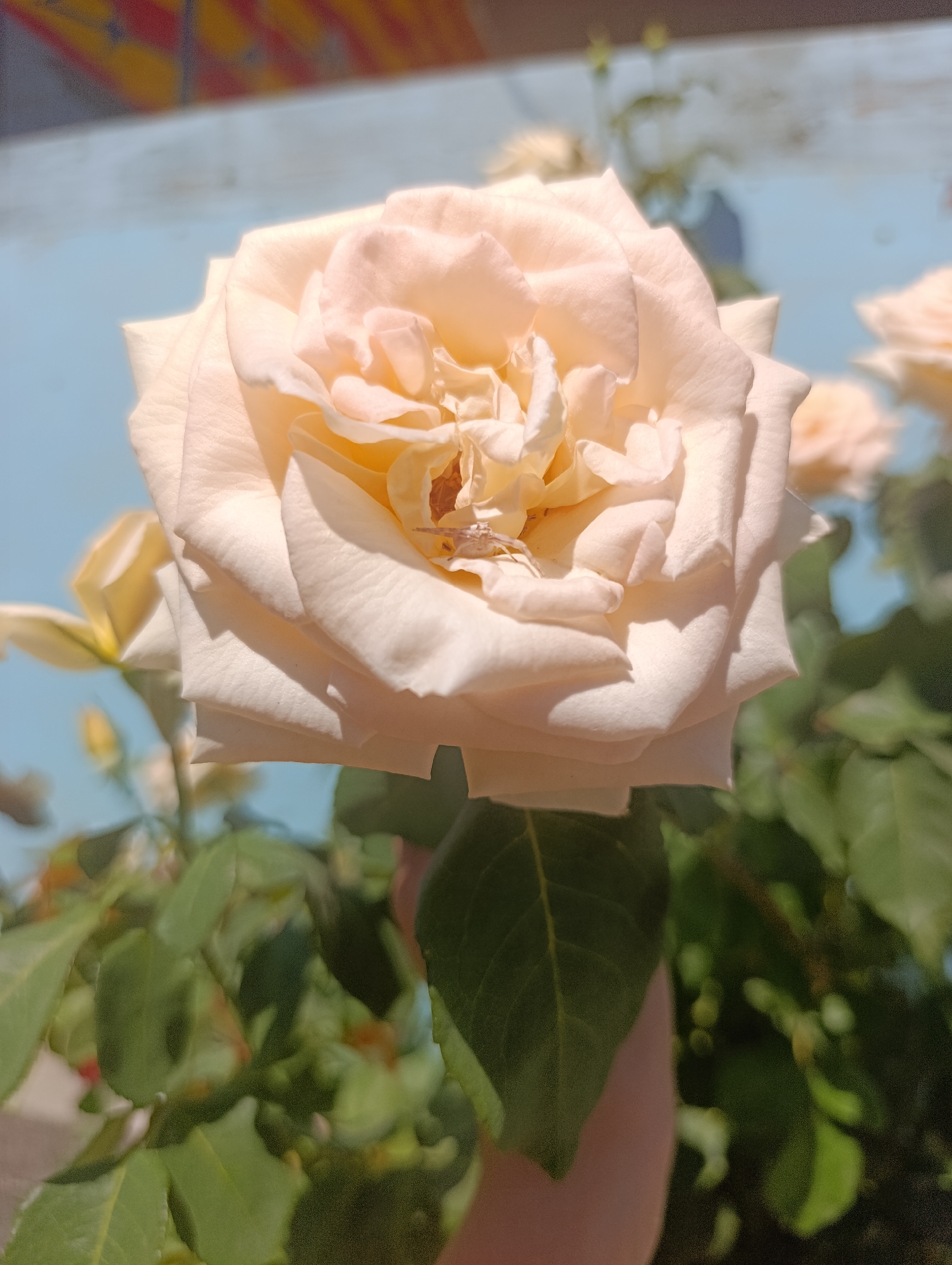 A close-up, vertical shot showcases a pale pink rose in full bloom, its petals softly unfurling in the sunlight. The rose is positioned slightly off-center to the right, with its delicate center revealing hints of yellow. A small, light-colored spider is visible clinging to one of the petals near the center of the bloom. The background is softly blurred, with a pale blue sky dominating the upper portion, interrupted by what appears to be a colorful, out-of-focus structure in the far upper left corner. Lush green leaves surround the rose, suggesting it is part of a larger plant. The lower right quadrant of the image shows a portion of a person's hand, lightly touching the stem or leaves of the plant, implying someone is holding or interacting with the rose. The lighting suggests it is daytime, with the sun casting shadows on the rose petals, highlighting their texture and shape. The overall scene is serene and natural, with the city of Bosteri, Kyrgyzstan, providing a backdrop that is not visually distinct within this close-up composition.