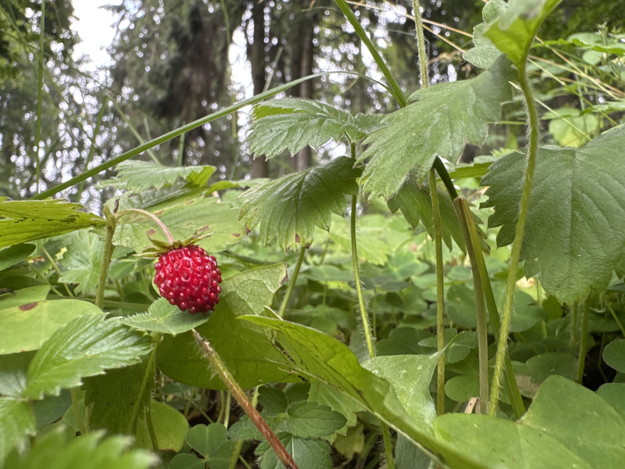 A single wild strawberry, vibrant red and covered in seeds, rests on a lush green leaf. The strawberry is the central focus, positioned slightly left of center. Surrounding it are more green leaves, some broad and serrated, others smaller and clover-like. The background is a soft blur of green foliage and the indistinct shapes of trees, suggesting an outdoor environment, possibly a forest or park. The lighting is natural and diffused, indicating an overcast day or shaded area. The image appears to have been taken at ground level, looking up slightly into the vegetation. The location is identified as Lendži, Latvia.