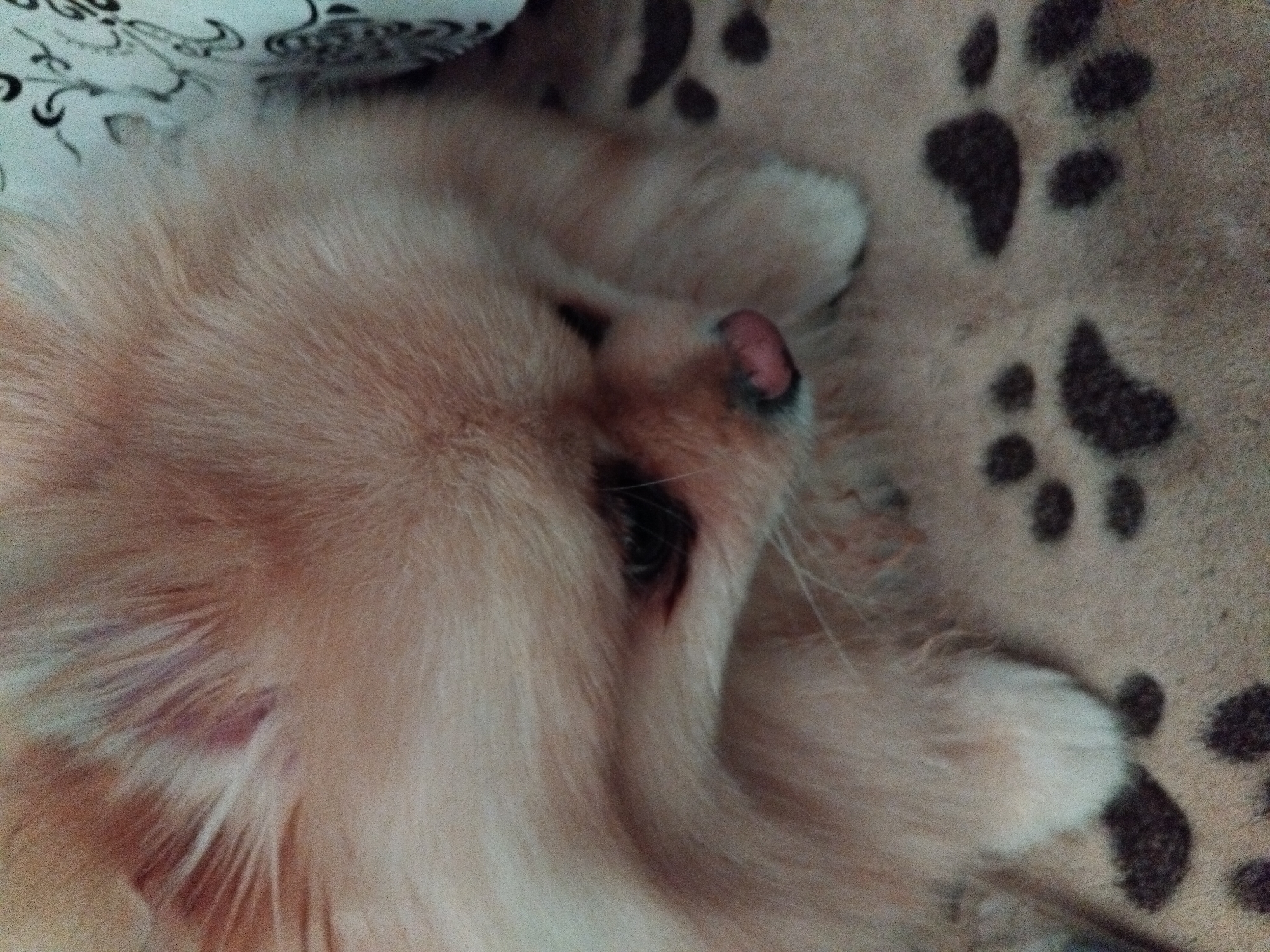 The image shows a close-up view of a Pomeranian dog with light brown fur. The dog is lying down on a surface with a pattern of dark paw prints. The dog's head is tilted downwards, and its eyes are partially closed. Its nose is pink. The background is out of focus, but appears to be a soft surface with a pattern. There are no discernable landmarks or features that would indicate the location in Apriltsi, Bulgaria.