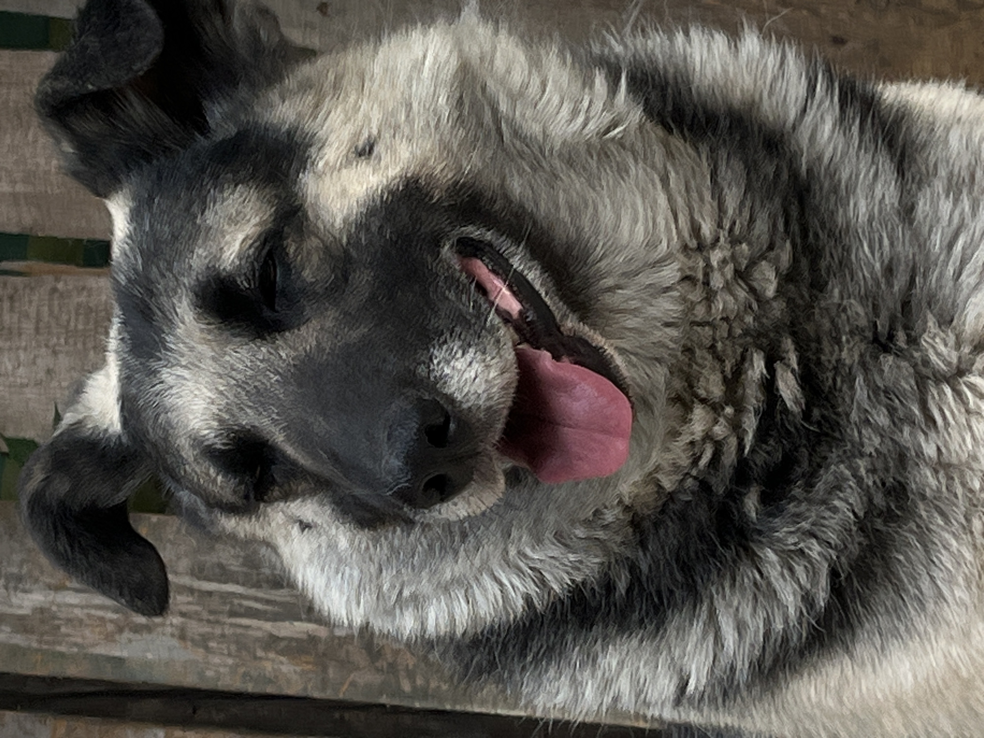The image shows a close-up, overhead view of a dog lying on its back. The dog appears to be a German Shepherd or a similar breed, with grey and black fur. Its mouth is open, and its pink tongue is hanging out. The dog's eyes are closed, suggesting it is relaxed or asleep.
The dog is lying on a surface that appears to be made of wooden planks, possibly a deck or a rustic floor. There are some dark green horizontal elements visible in the background, which might be part of a fence or some other outdoor structure. The lighting suggests it is daytime, and the shadows are soft, indicating possibly overcast weather or a shaded area.
The overall impression is one of peacefulness and contentment, as the dog seems to be enjoying a moment of rest. The image is taken from a high angle, emphasizing the dog's relaxed pose and fuzzy fur texture. No text is visible in the image. The context provided places this scene in Lviv, Ukraine, suggesting an outdoor setting in that location.