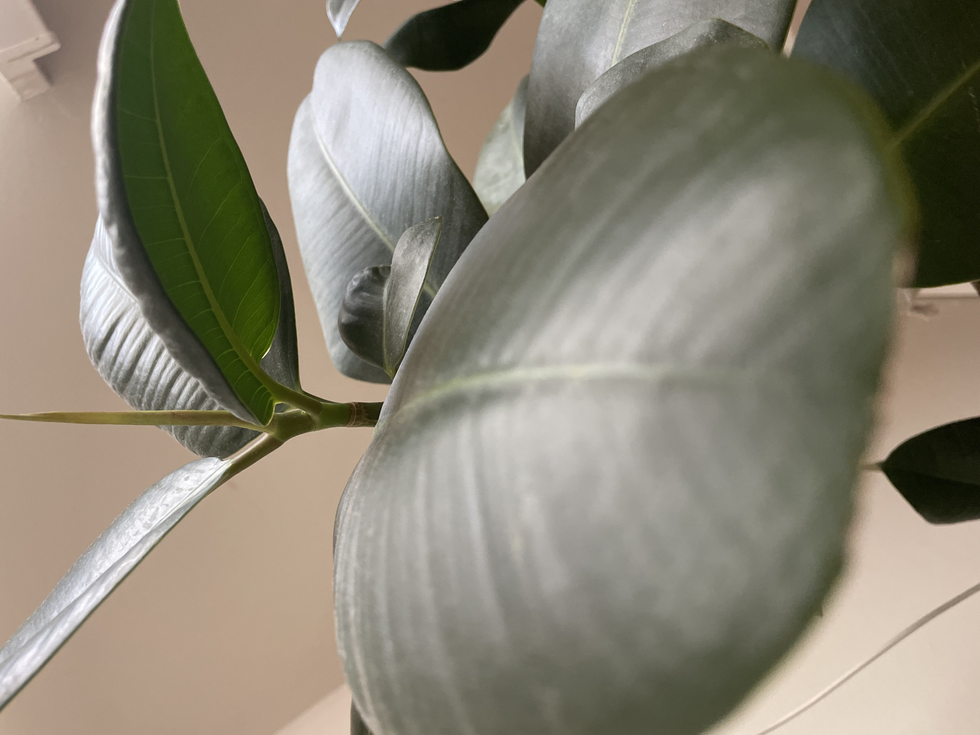 The image is a close-up, low-angle shot of a rubber plant (Ficus elastica) with large, dark green, leathery leaves. The focus is on the texture and glossy surface of the leaves, with some showing prominent veins. A new leaf bud is visible at the top of the stem, a light green color and pointed. The background is a plain, neutral-colored wall, likely an indoor setting. The lighting appears to be soft and diffused, highlighting the sheen of the leaves. There are no people or animals present in the image. The scene does not provide any information about its location in the city of Cahul, Moldova, or any other geographical context.