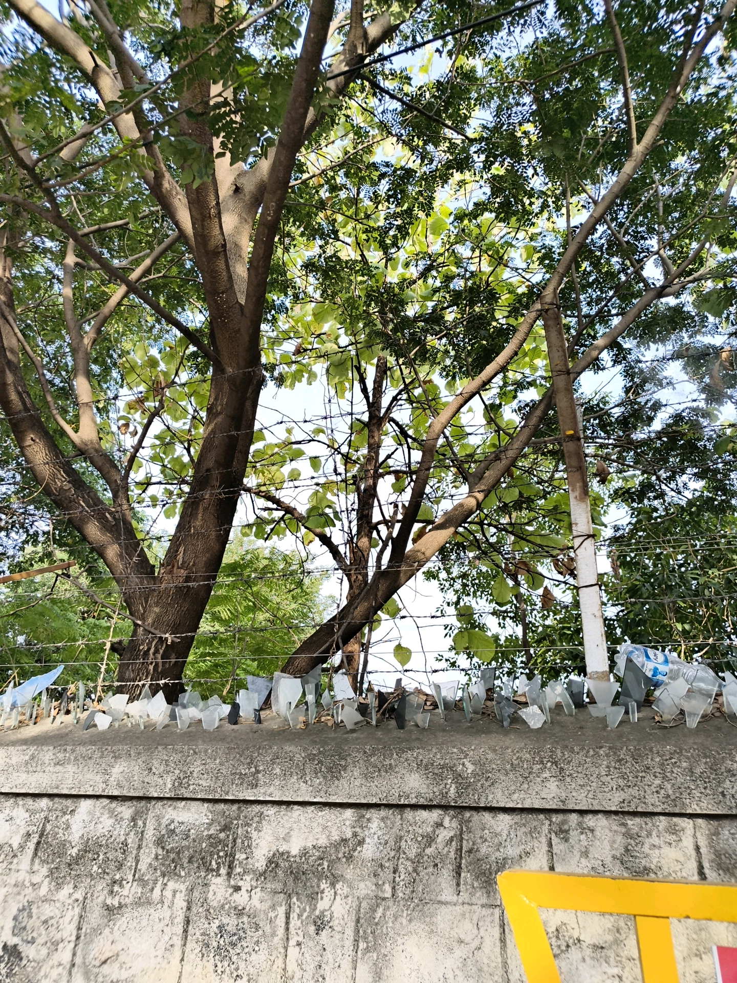 In Gudalur, India, a concrete wall topped with broken glass shards and barbed wire forms a security barrier beneath the branches of a large tree. The foliage of the tree filters the sunlight, casting dappled shadows. A white pole stands to the right of the tree, also secured with barbed wire. The wall is textured and weathered, showing signs of age. In the foreground, a portion of a yellow chair is visible. The scene appears to be outdoors, possibly in a residential or commercial area of Gudalur.