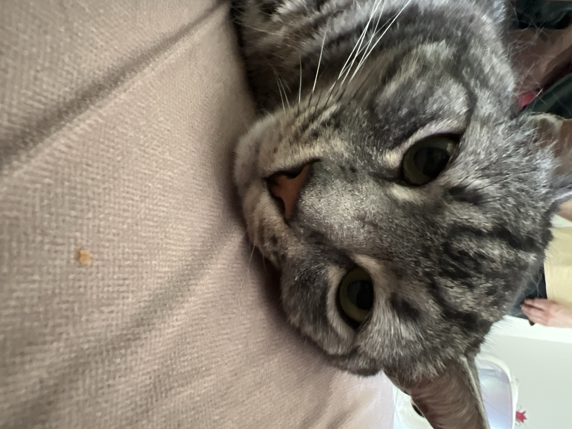 A close-up photograph depicts a gray tabby cat's face resting on a light brown textured surface, likely fabric. The cat has green eyes, a pink nose, and prominent whiskers. The background is blurred, but includes hints of a person's hand and what may be a white surface. The location of the photograph is unknown and it is impossible to determine its location in Boreti, Montenegro.