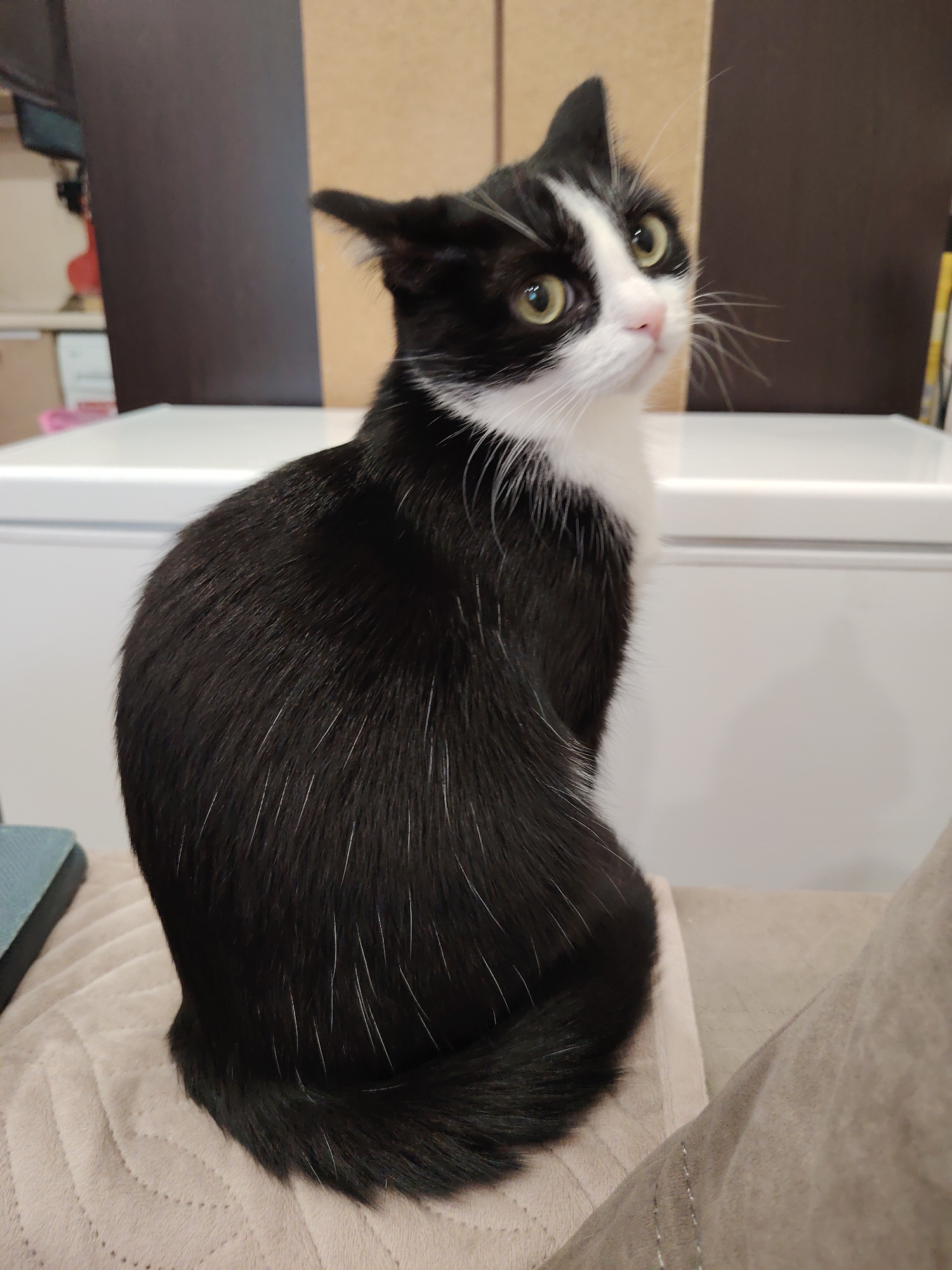A black and white tuxedo cat is seated on a beige upholstered surface. The cat is positioned with its body facing left and its head turned toward the right, looking upwards. The cat has green eyes and a pink nose. Behind the cat is a white rectangular structure with a dark brown and tan background. The location is Unknown, Unknown.