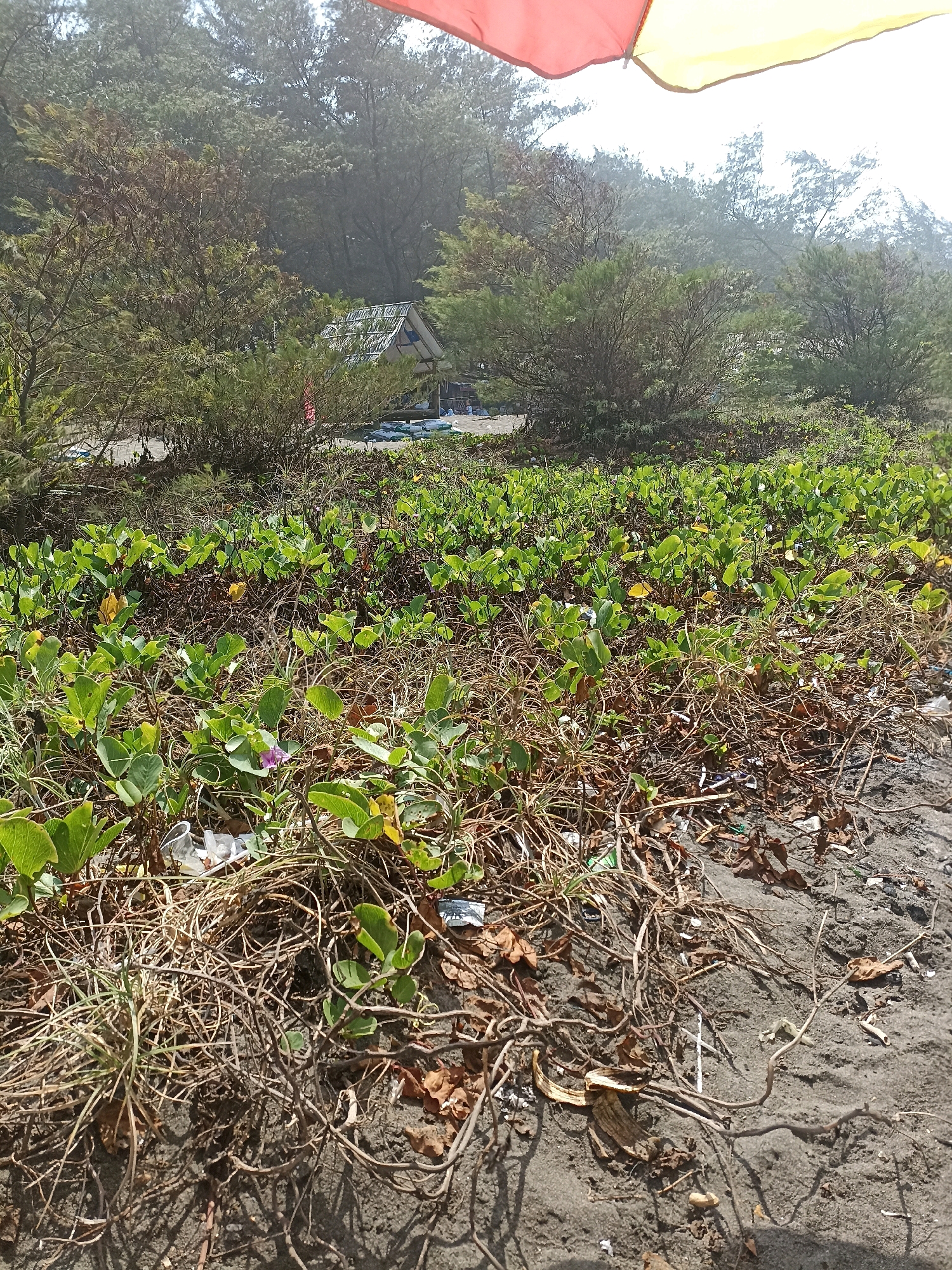 In Kenoyajaya, Indonesia, a beach scene unfolds under a hazy sky, partially shaded by a red and yellow umbrella. In the foreground, the sandy beach is covered with dry, tangled vegetation and scattered debris, including a single purple flower. Further back, vibrant green plants form a dense carpet. Beyond the vegetation, a small, pitched-roof structure with a blue tarp is visible, situated among trees. Several flat, light-colored objects, possibly inflatables or mats, are on the ground near the structure. The background is dominated by a dense forest, its trees reaching towards the overcast sky.