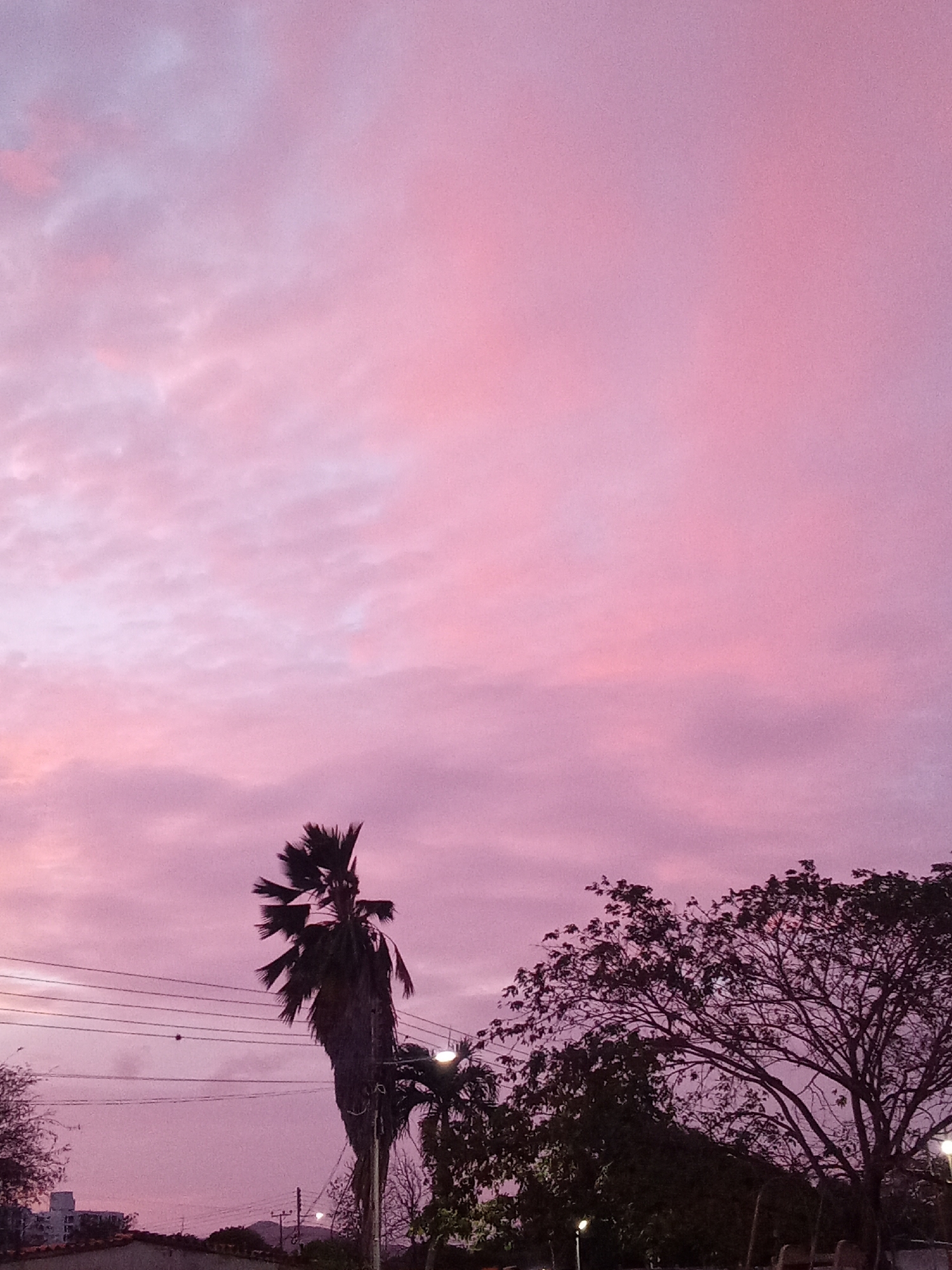A vertical, eye-level shot reveals a pink and purple sky above a street scene in Juan Griego, Venezuela. A silhouetted palm tree stands in the foreground, slightly left of center. Power lines run horizontally across the lower left of the image. To the right of the palm tree, a larger tree with dense foliage stretches into the frame. Streetlights illuminate the scene from below, and buildings are faintly visible along the bottom edge. The sky dominates the composition, with varying shades of pink and purple suggesting a sunset or sunrise.