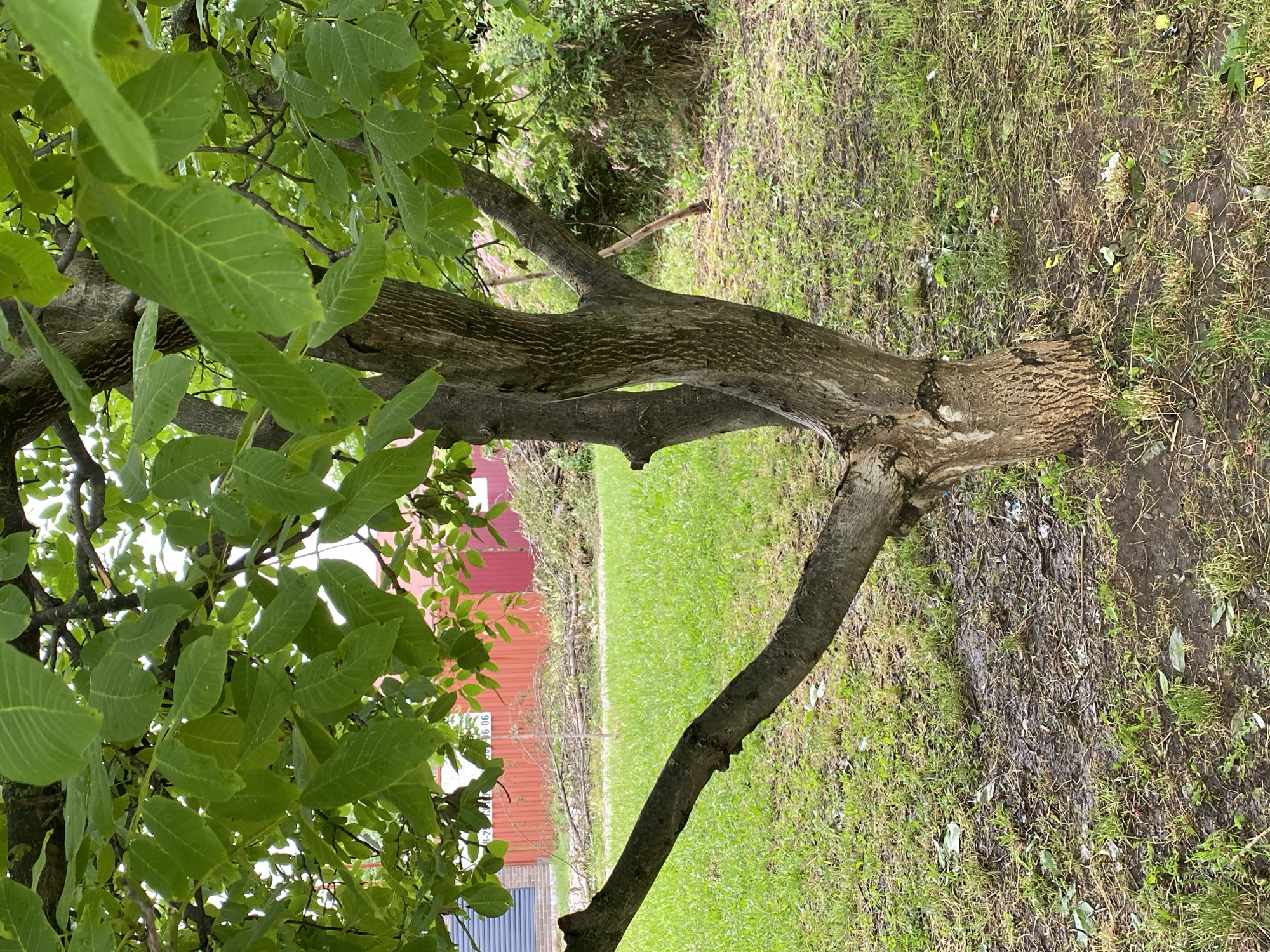 An image shows a close-up of a tree trunk and its green leaves. The trunk is rough-barked and appears to be split or have multiple branches growing from its base. The leaves are large and oval-shaped, with prominent veins. The background is blurred but suggests an outdoor setting with green grass and some distant structures, including a red fence and buildings. The ground around the tree is covered in grass and some fallen leaves or debris. The lighting is natural, indicating daytime. The image appears to be taken in a residential or park area. There is no visible indication of the specific location within the city of Западный, Russia, nor are there any people, actions, or interactions depicted.
