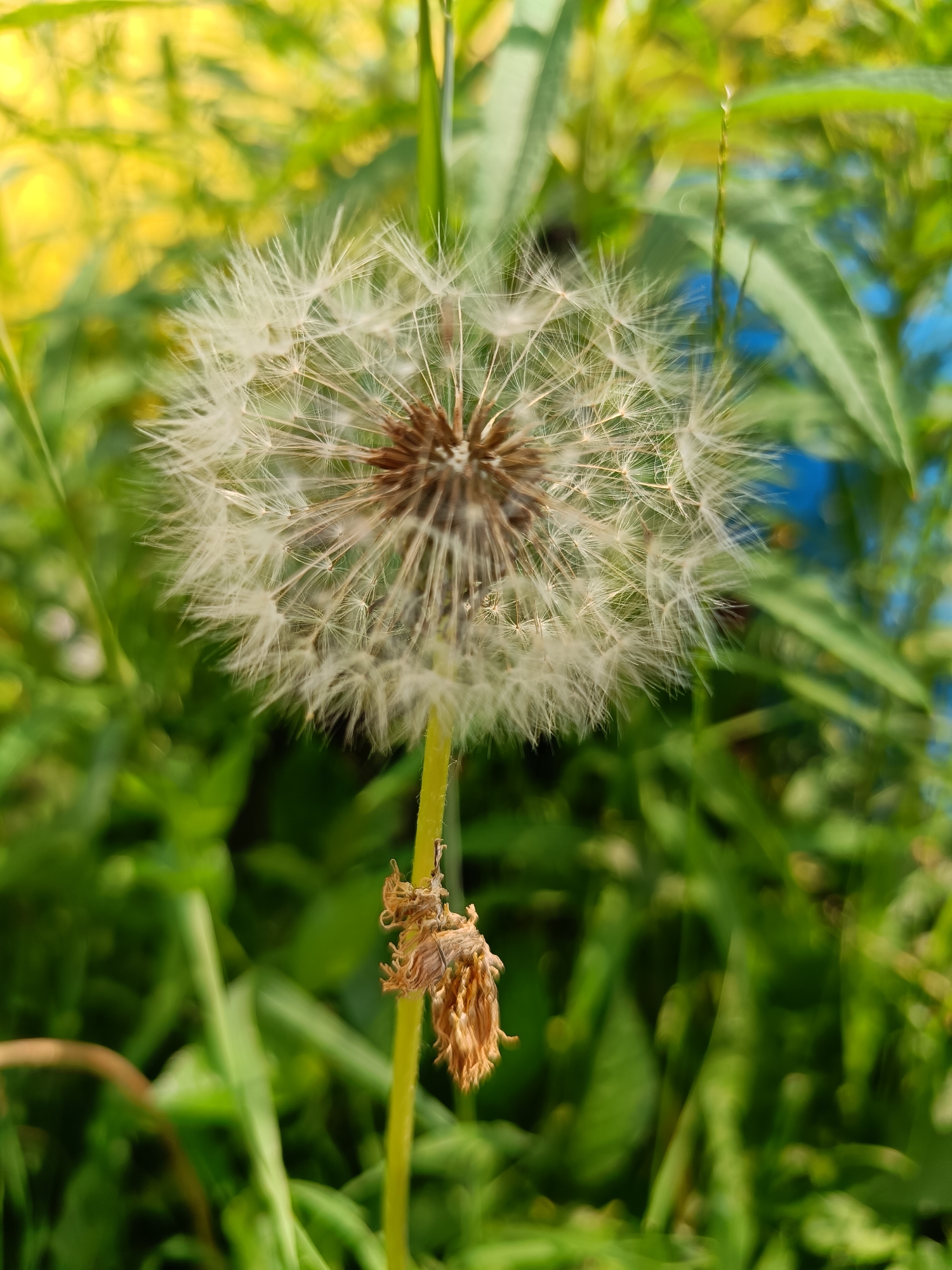 A close-up, low-angle shot captures a dandelion seed head, its delicate white parachutes spread wide against a blurred background of green foliage and a hint of blue. The central portion of the seed head is a circular cluster of brown florets, from which the airy filaments extend outwards. A single, thin green stem supports the seed head. Below the seed head, a shriveled, brown remnant of a previous bloom clings to the stem. The lighting suggests it is daytime, with a soft, natural light illuminating the subject. The background foliage is out of focus, creating a bokeh effect, with hints of yellow and blue suggesting sunlight filtering through other plants or possibly a man-made structure. The scene appears to be in an outdoor, natural environment, likely a park or garden.