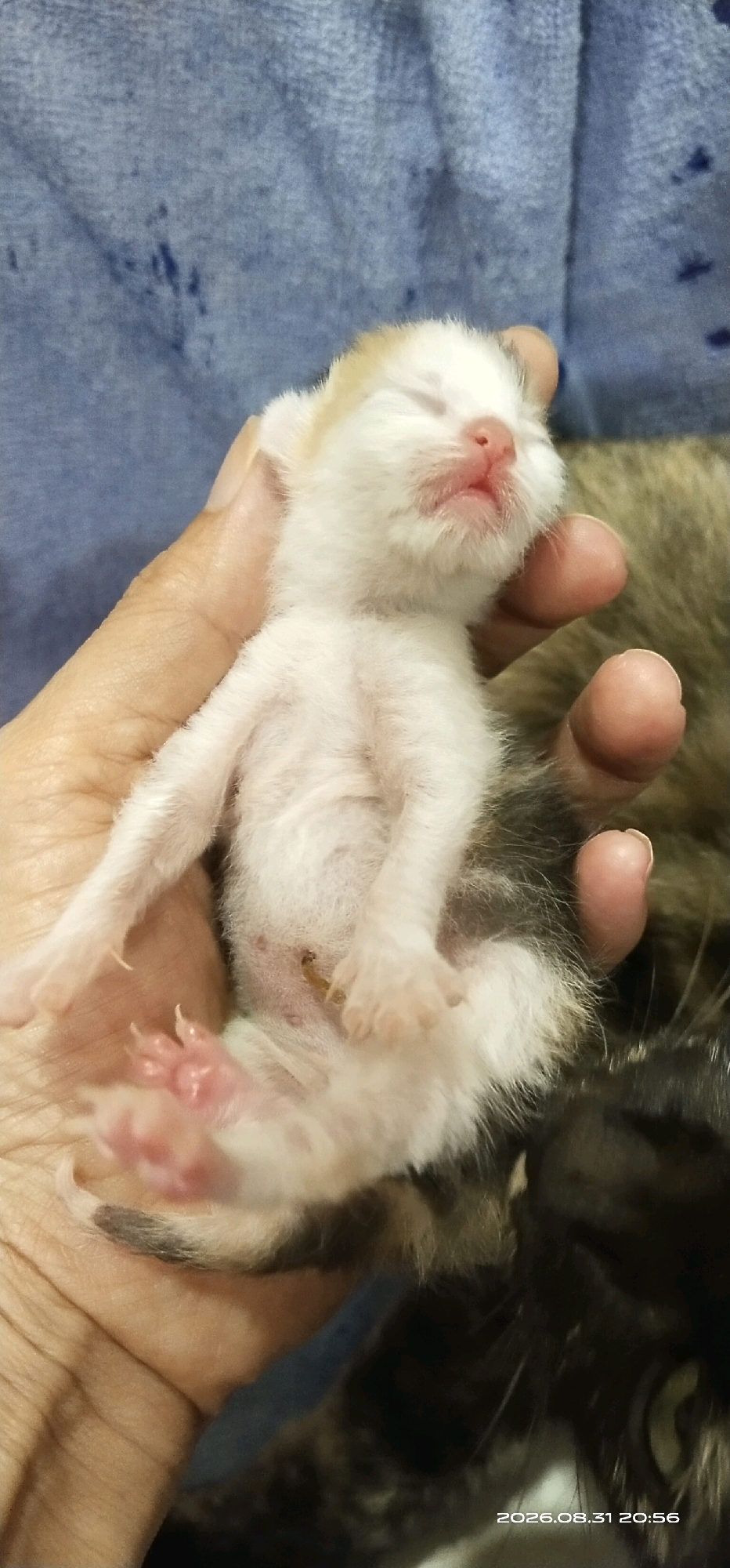 A close-up, vertical, eye-level shot shows a newborn kitten being held in a person's cupped hand. The kitten, primarily white with some tan markings on its head and tail, is lying on its back, with its eyes closed and its mouth slightly open. Its pink nose and paw pads are visible. The kitten's limbs are extended, and its claws are slightly visible. Behind the kitten, the hand is cradling it, with fingers curved around its body. A blurred background of a blue textured fabric is visible, with a darker, out-of-focus area suggesting other cats or objects. A date and time stamp, "2026.08.31 20:56", is present in the lower right corner. The image does not contain any geographical information related to Matabu, Indonesia.